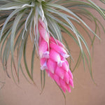 Tillandsia Cotton Candy x 10 - Bulk Air Plant Pack