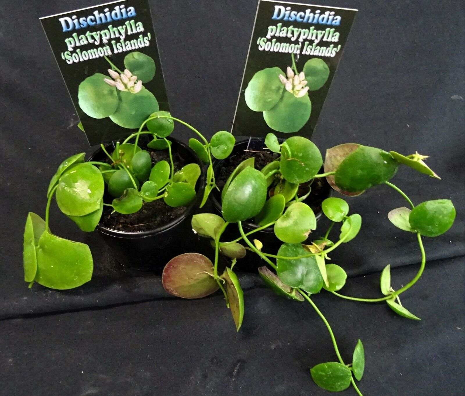 Dischidia platyphylla 'Solomon Islands'