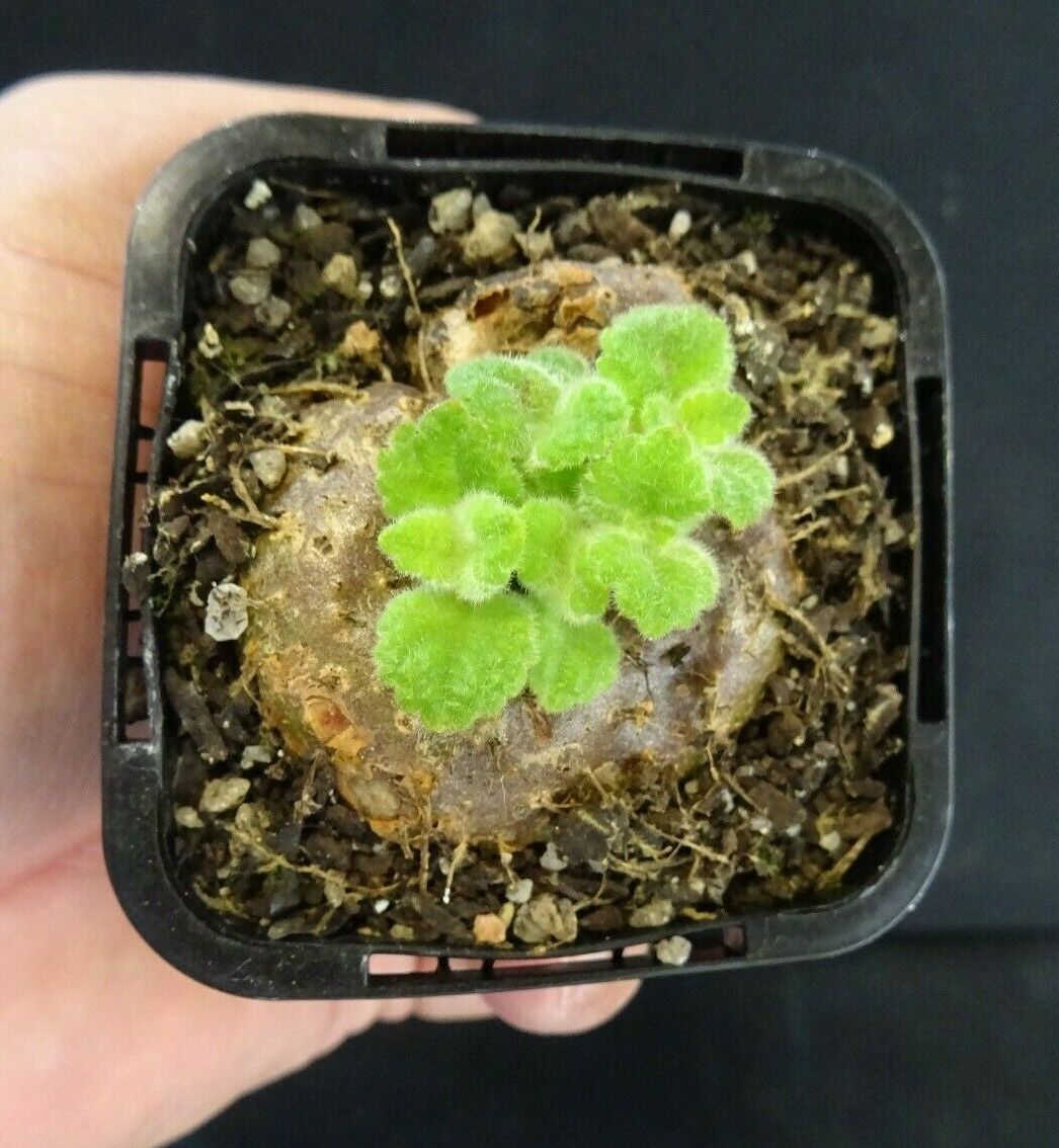 Sinningia 'Crushed Velvet' (bullata x leucotricha)