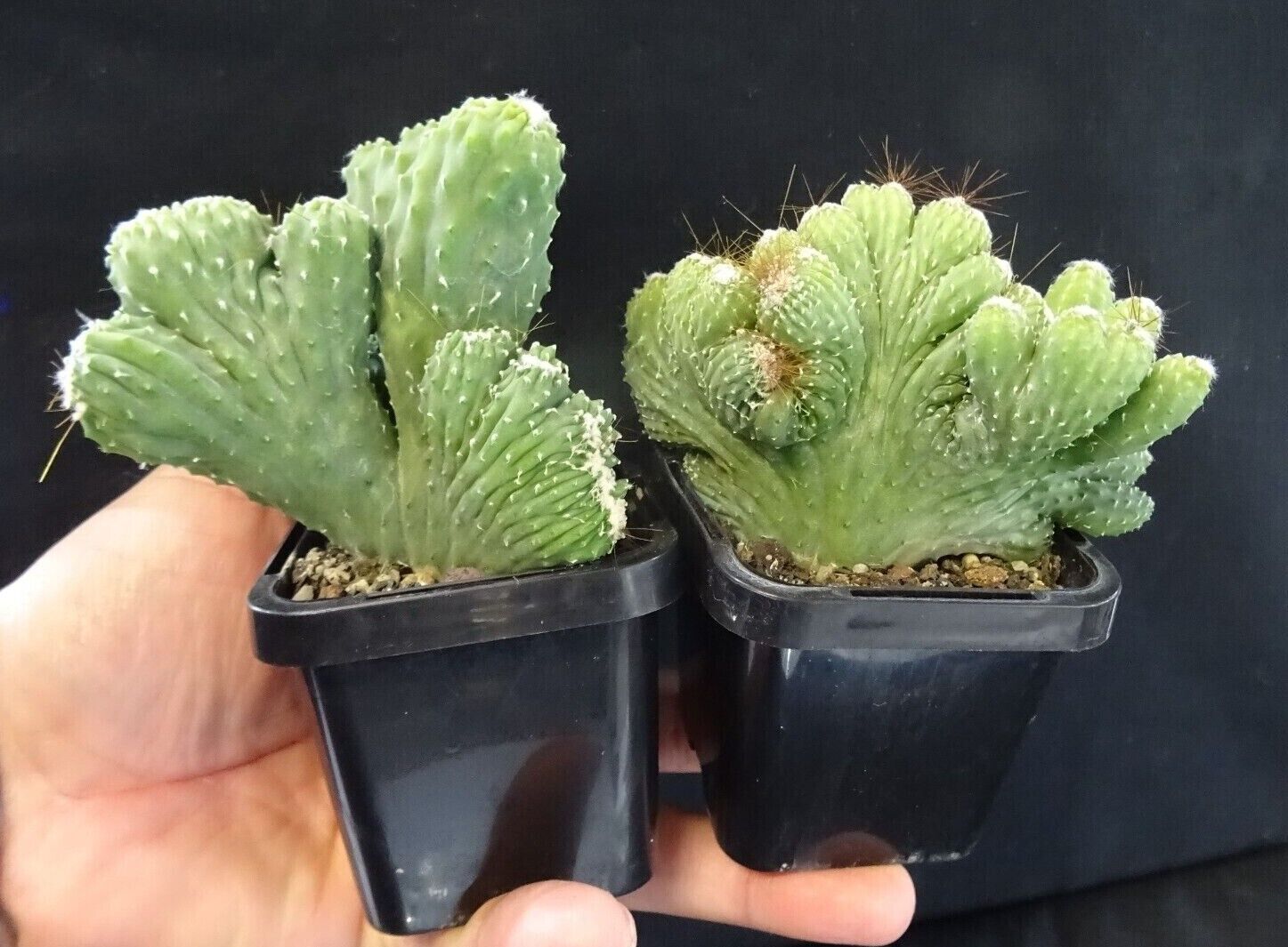 Cereus hildmannianus 'Wild Thing'