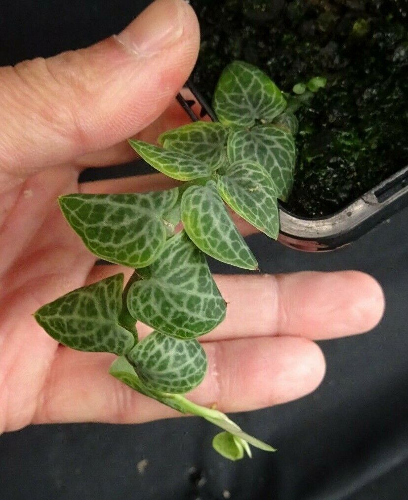Rhaphidophora cryptantha 'Shingle Plant'