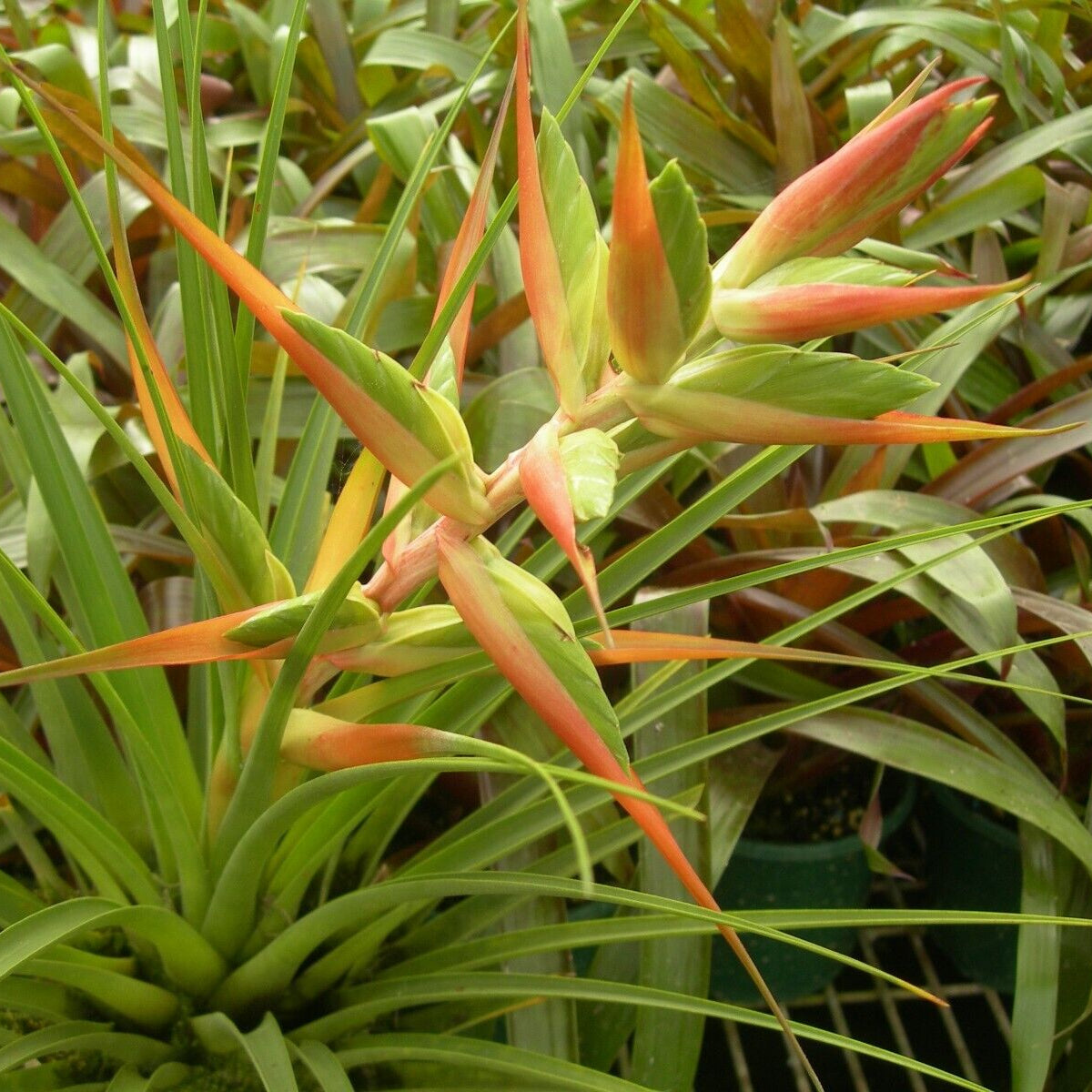 Tillandsia 'Tina'