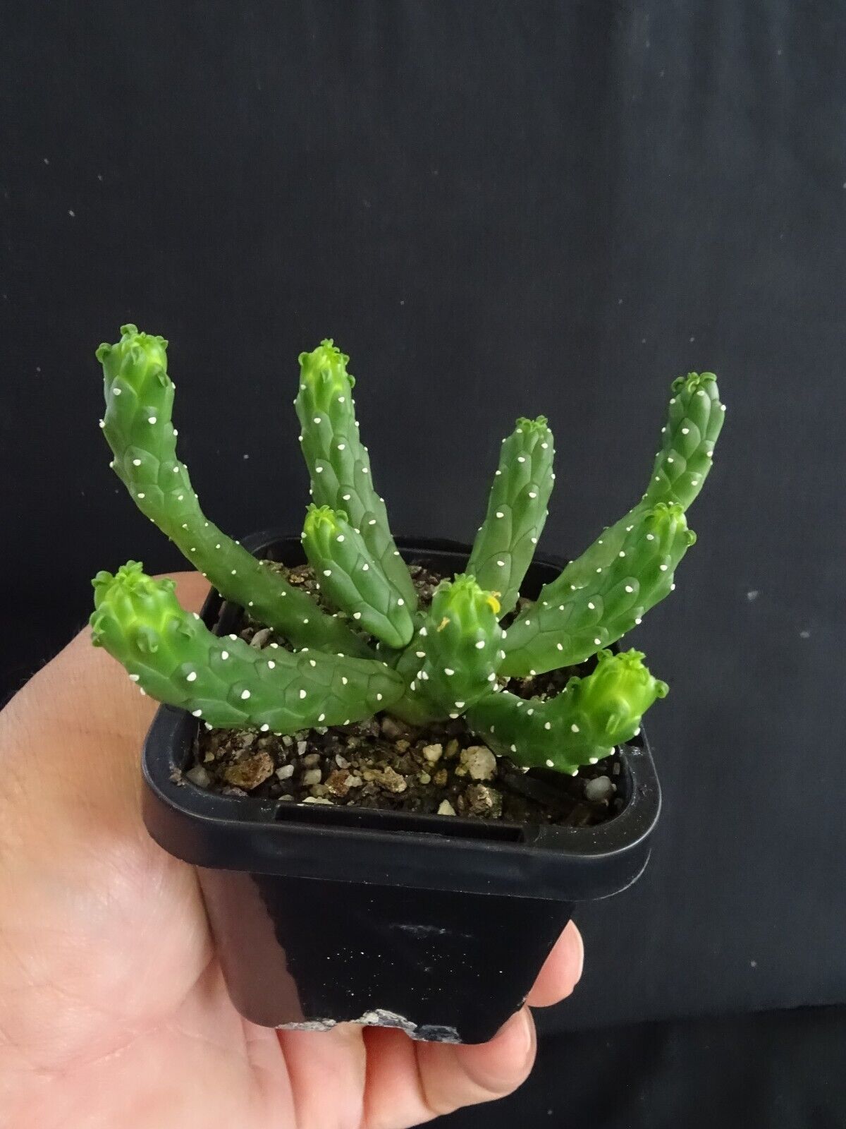 Euphorbia inermis - The Spineless Spurge (WA Prohibited)