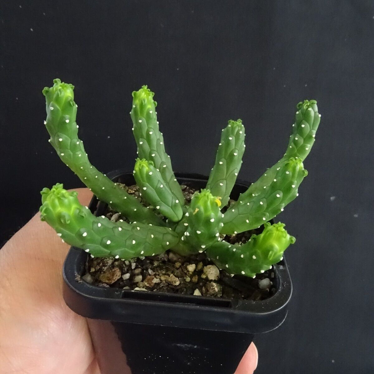 Euphorbia inermis (WA Prohibited)