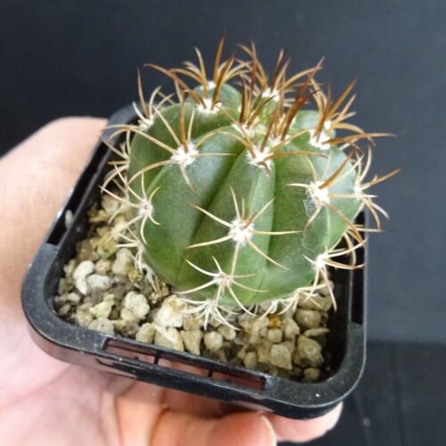 Melocactus matanzanus 'The Dwarf Turks' - A Compact and Striking Cactus