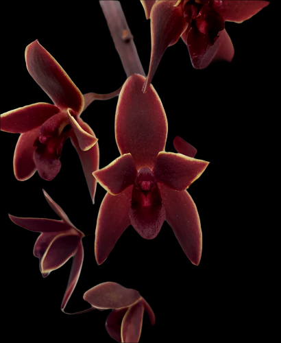 Cymbidium Black Stump '63 not out'