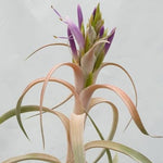 Tillandsia 'Betty'
