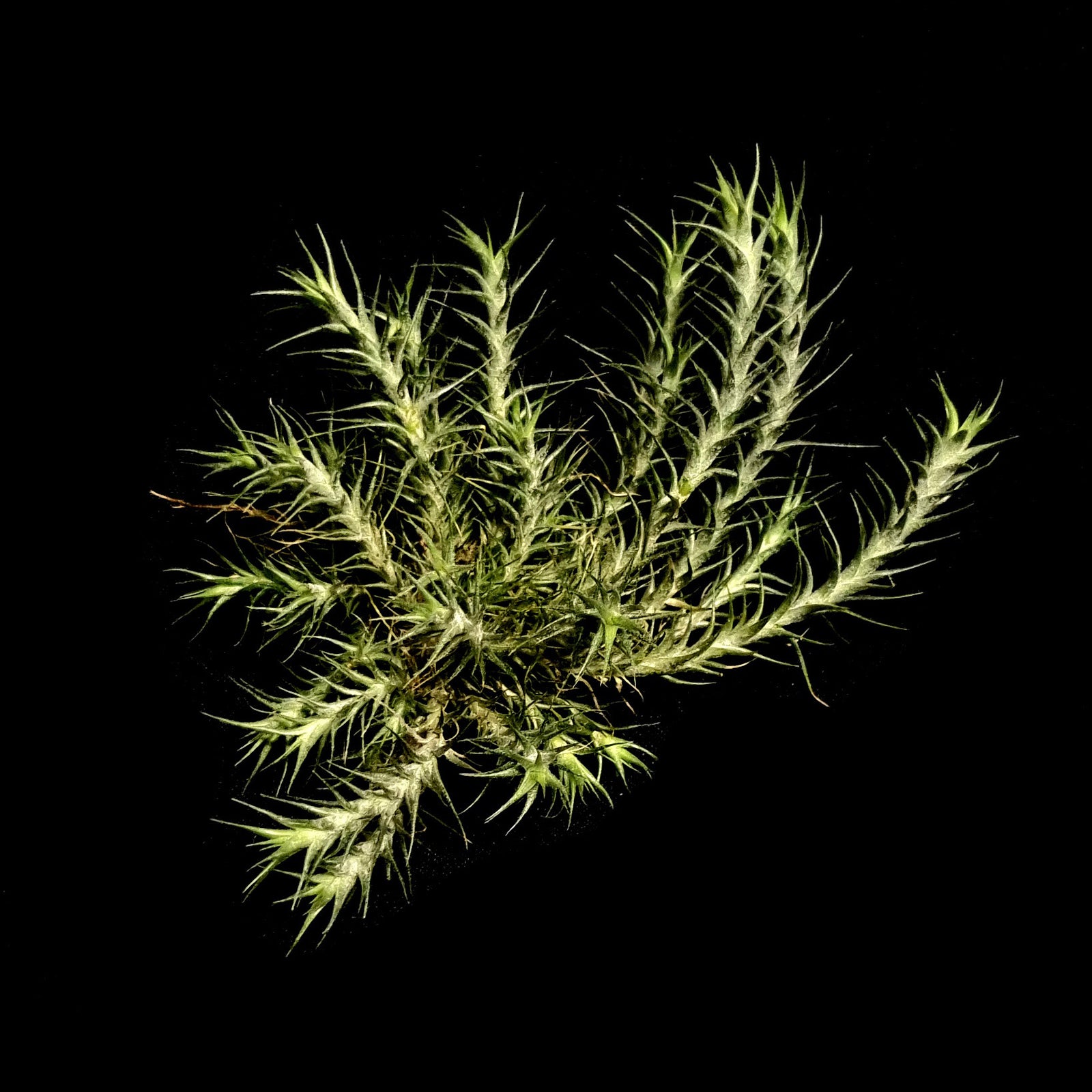 Tillandsia tricholepis