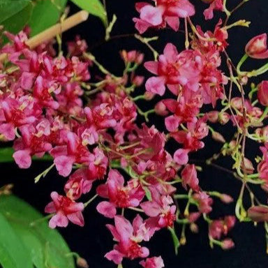 Oncidium Twinkle Red