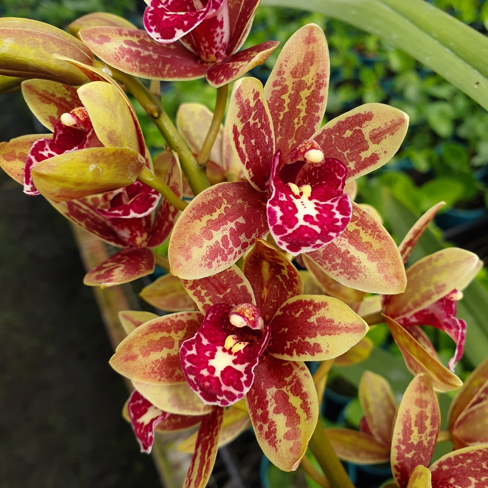 Cream and red spotted mini cymbidium