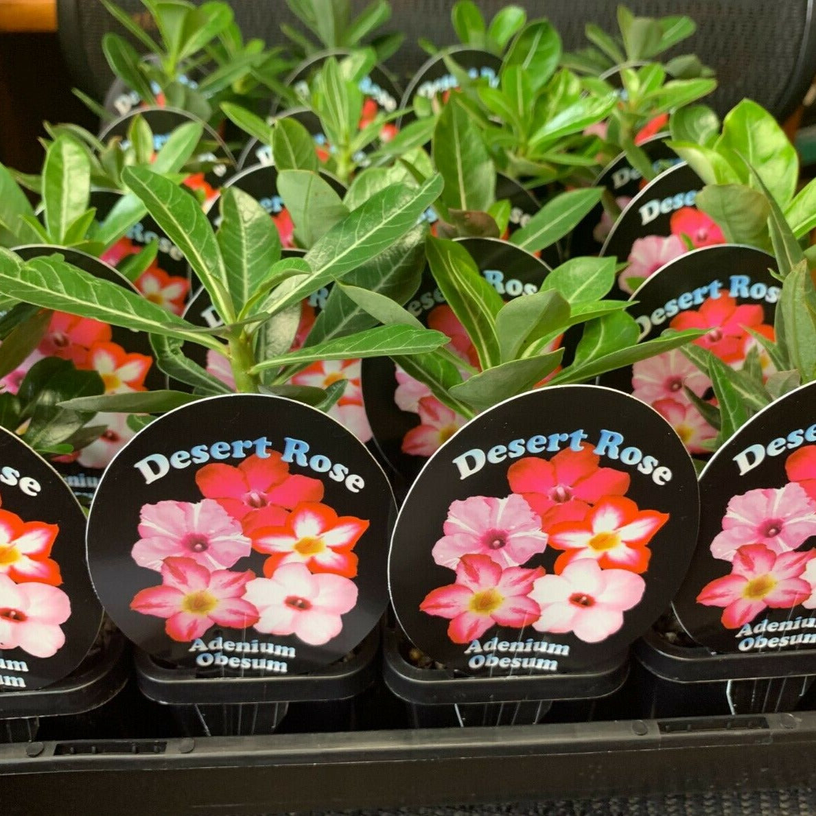 Adenium obesum - Desert Rose