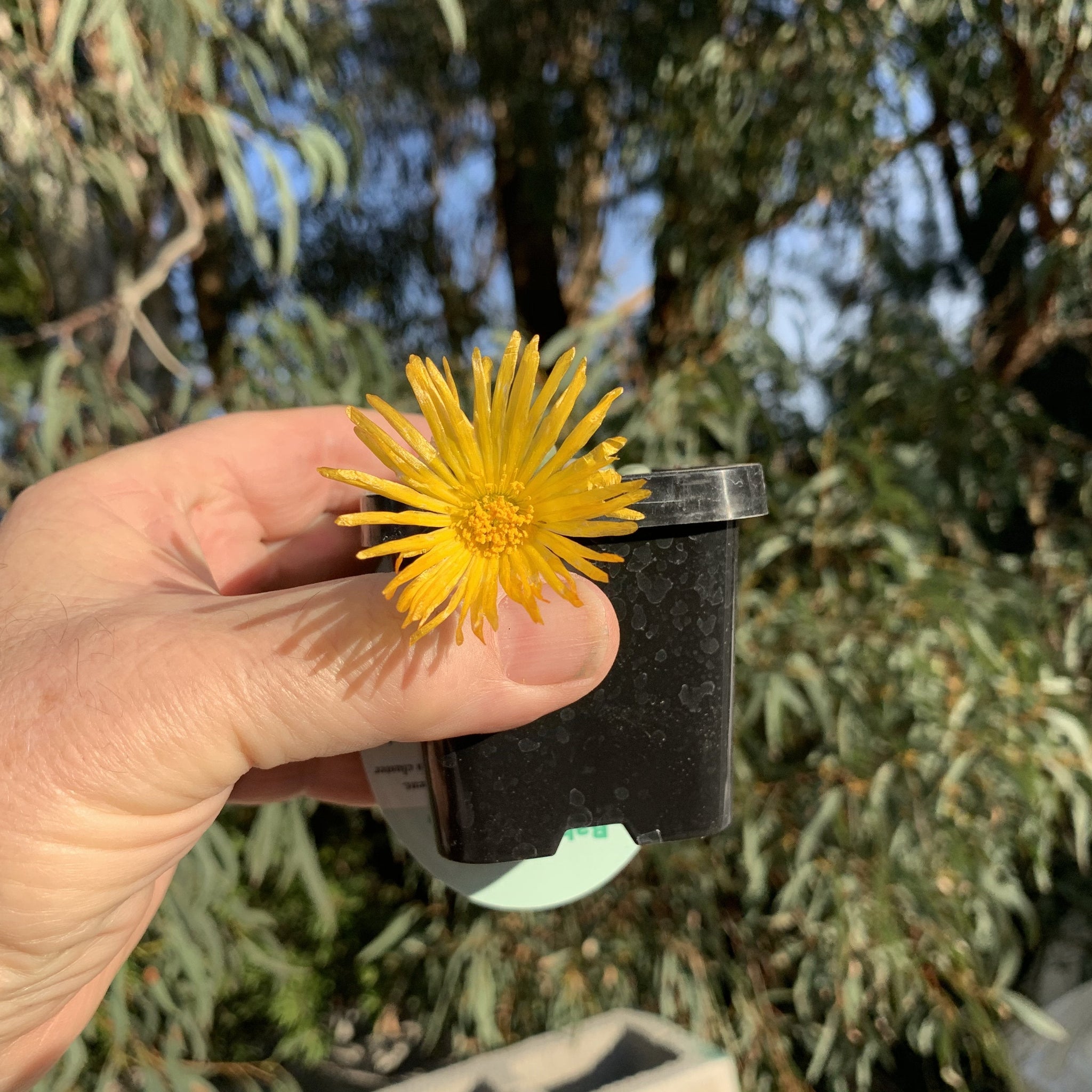 Fenestraria rhopalophylla subs. aurantiaca 'Baby Toes'