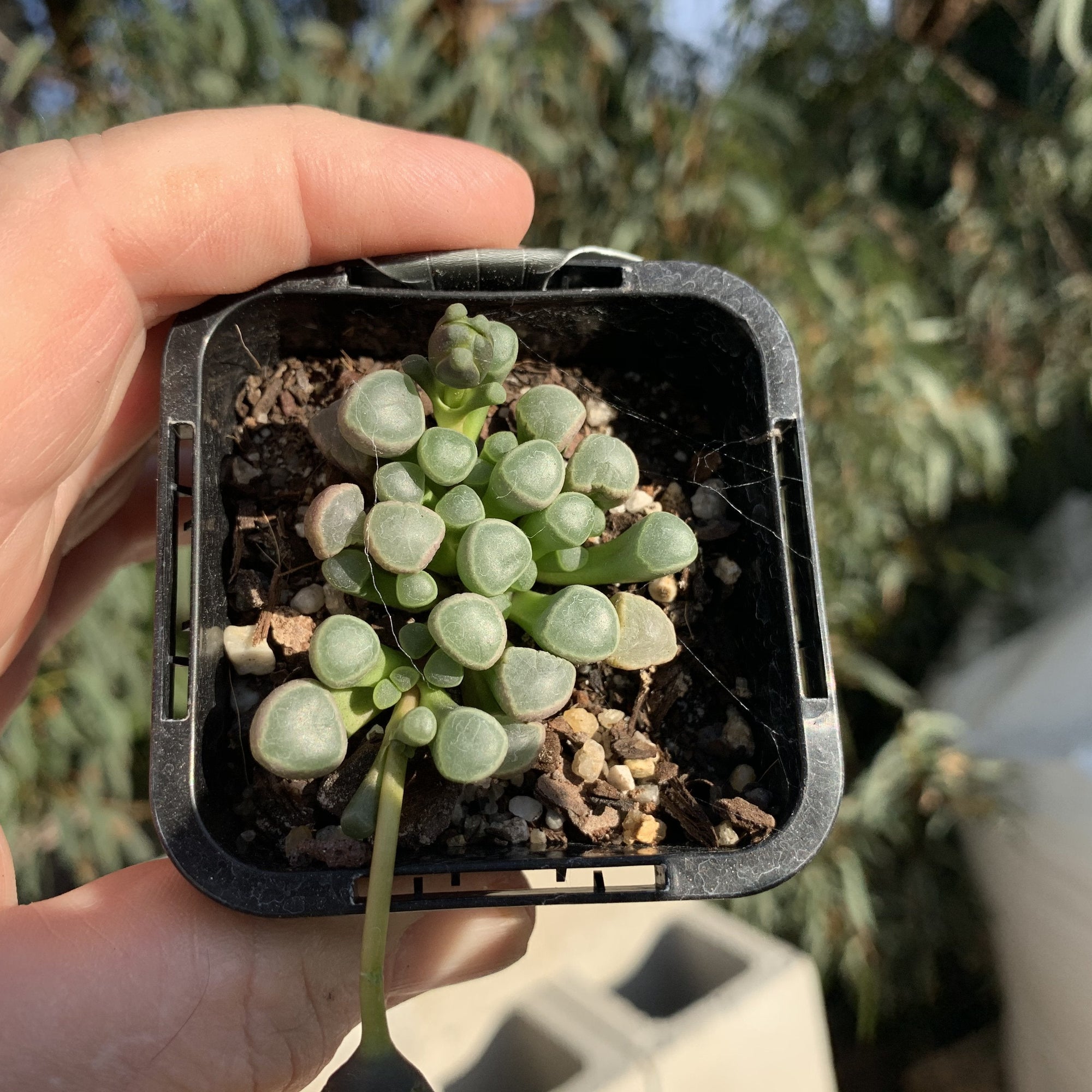 Fenestraria rhopalophylla subs. aurantiaca 'Baby Toes'