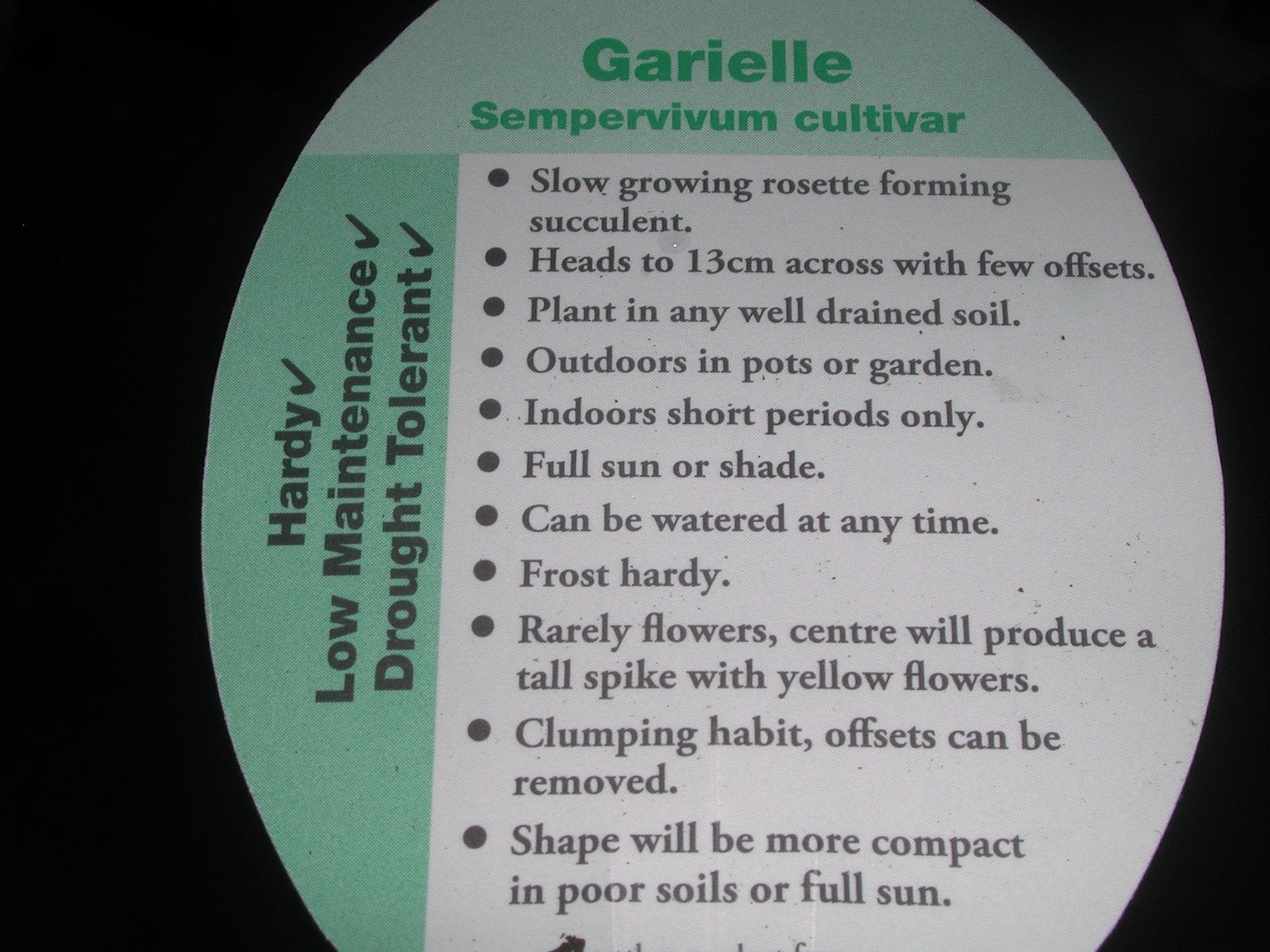 Sempervivum 'Garielle'