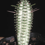 Euphorbia mammillaris 'Corn Cob' (WA Prohibited)