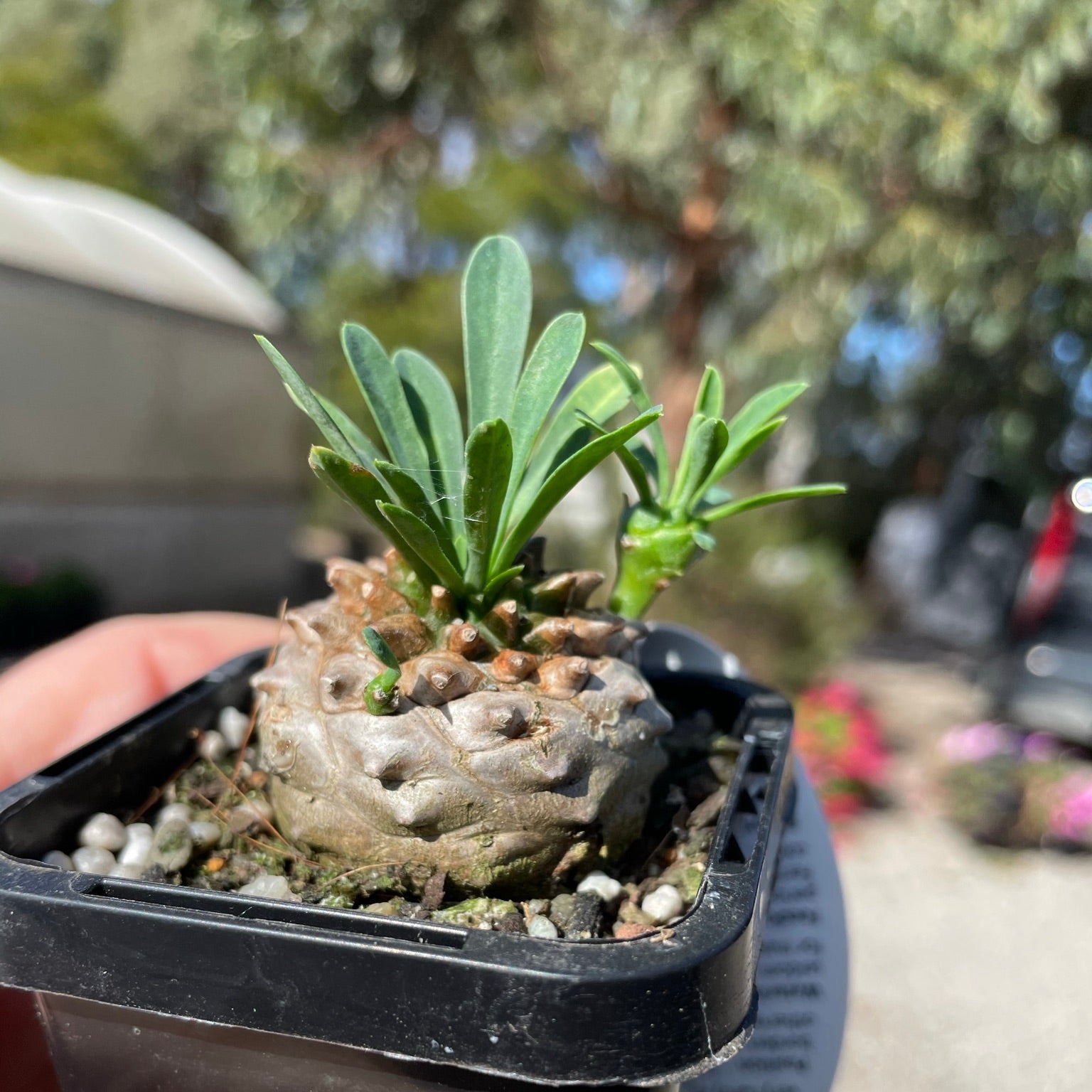 Euphorbia 'Pineapple Head' (WA Prohibited)