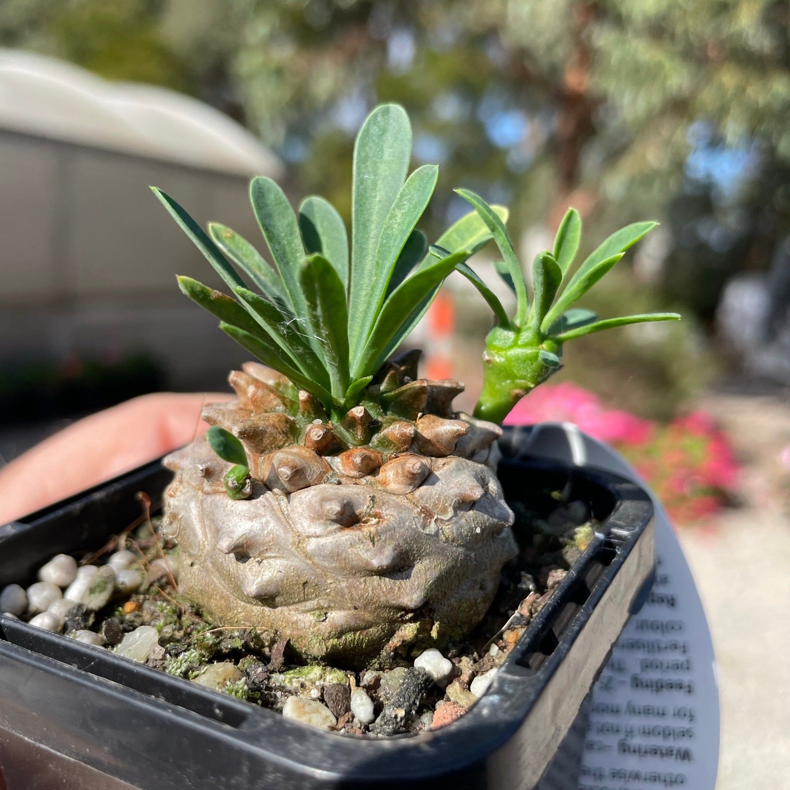 Euphorbia 'Pineapple Head' (WA Prohibited)