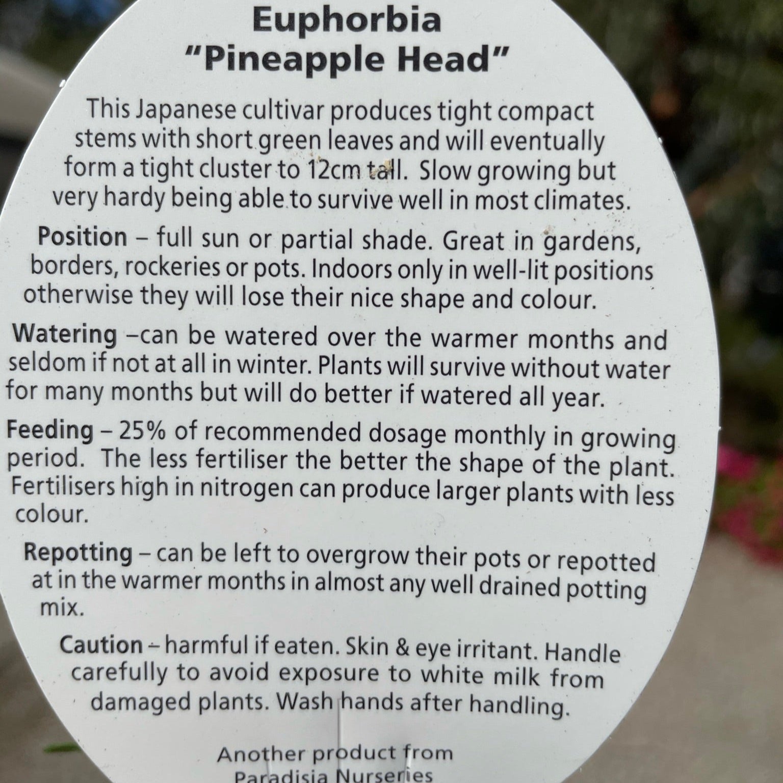 Euphorbia 'Pineapple Head' (WA Prohibited)