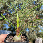 Beaucarnea recurvata 'Ponytail Palm'