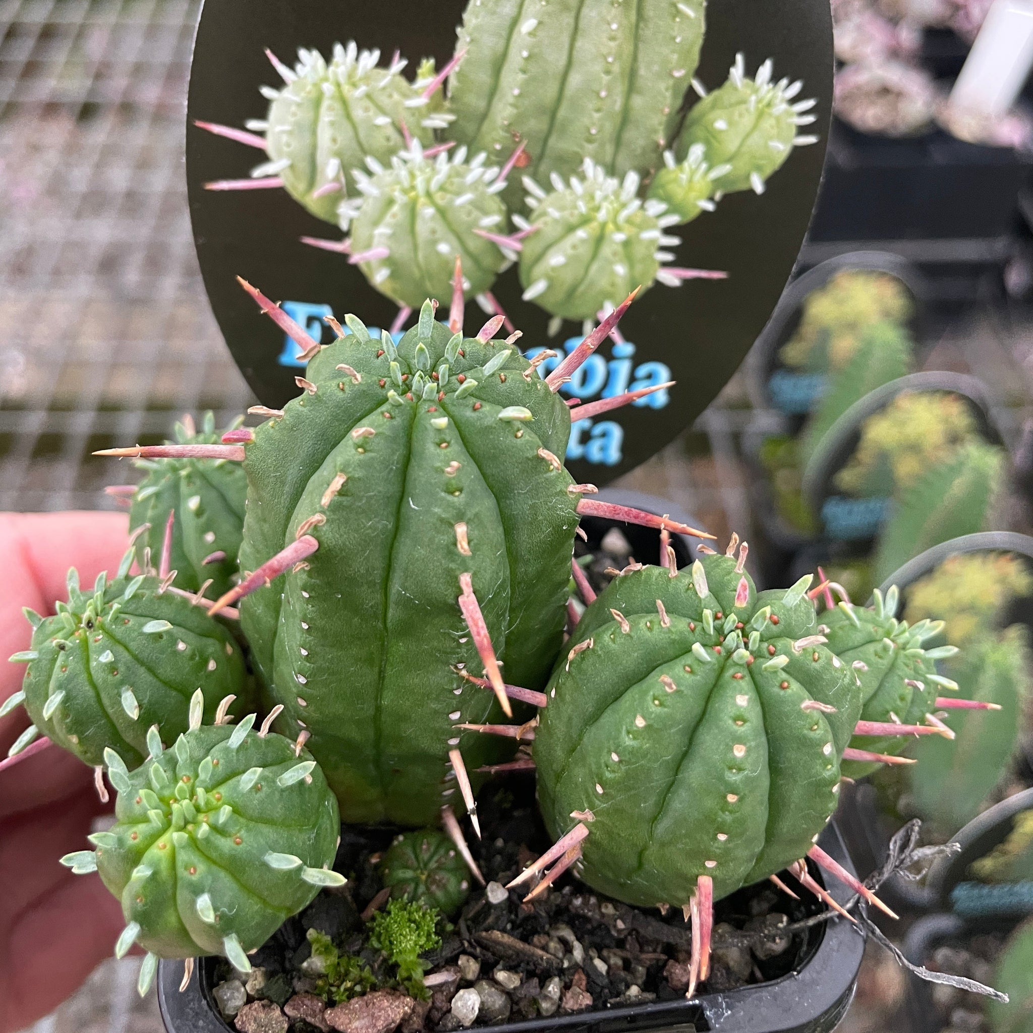 Euphorbia aggregata (WA Prohibited)