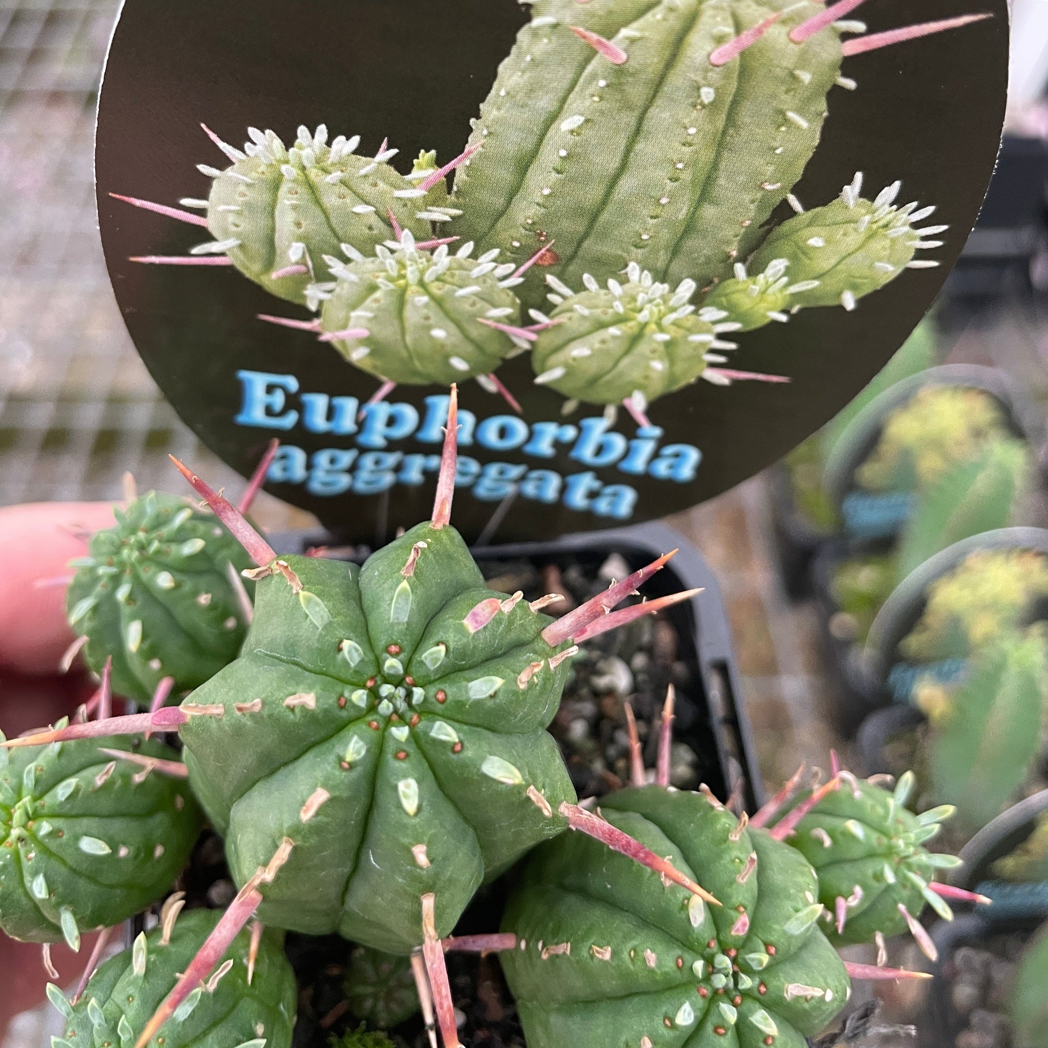 Euphorbia aggregata (WA Prohibited)