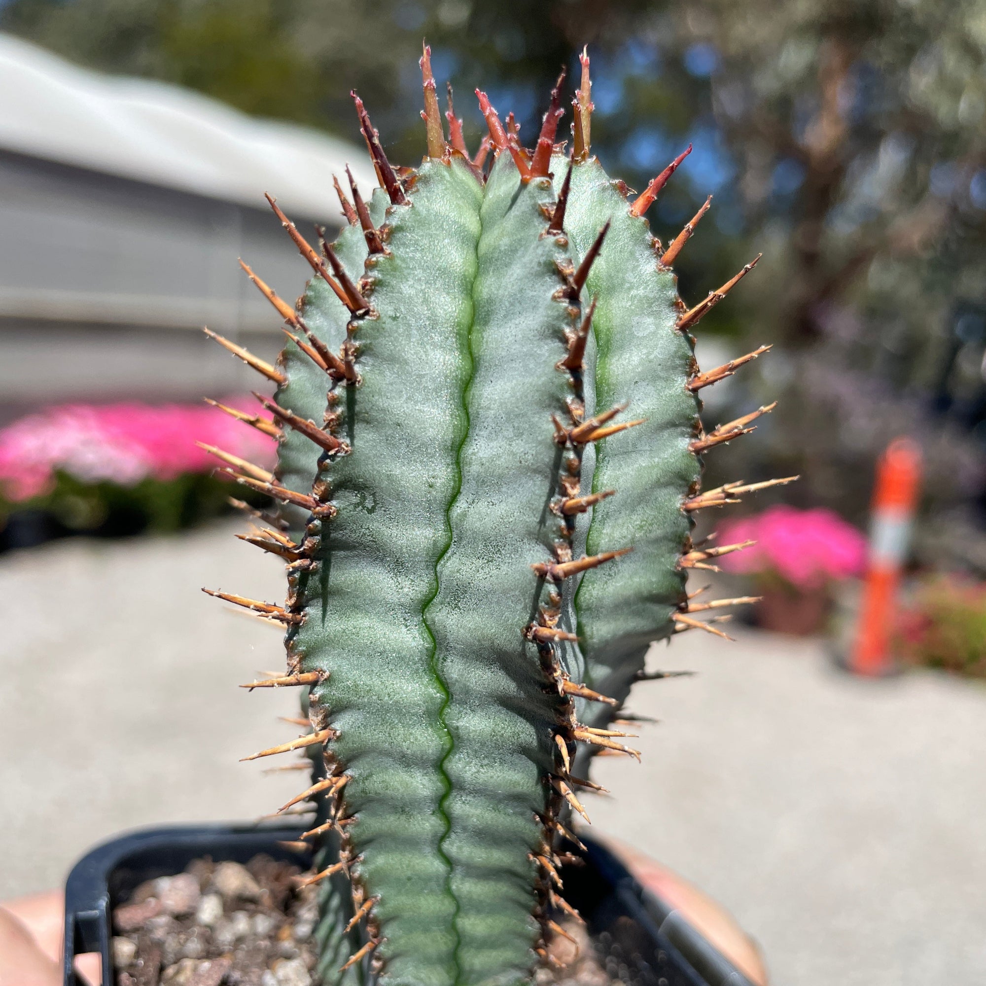 Euphorbia polygona 'Paradisian Blue' (WA Prohibited)