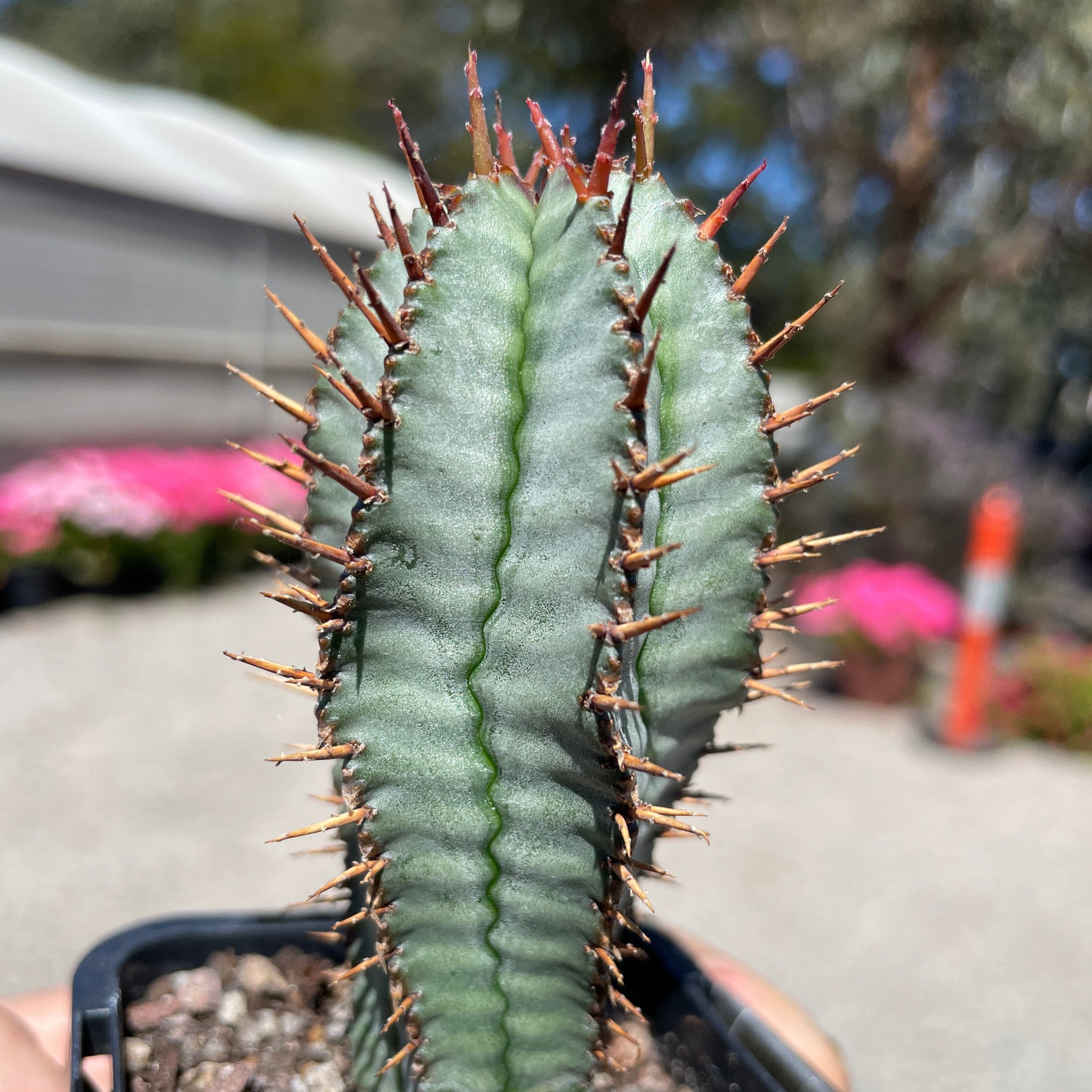 Euphorbia polygona 'Paradisian Blue' (WA Prohibited)