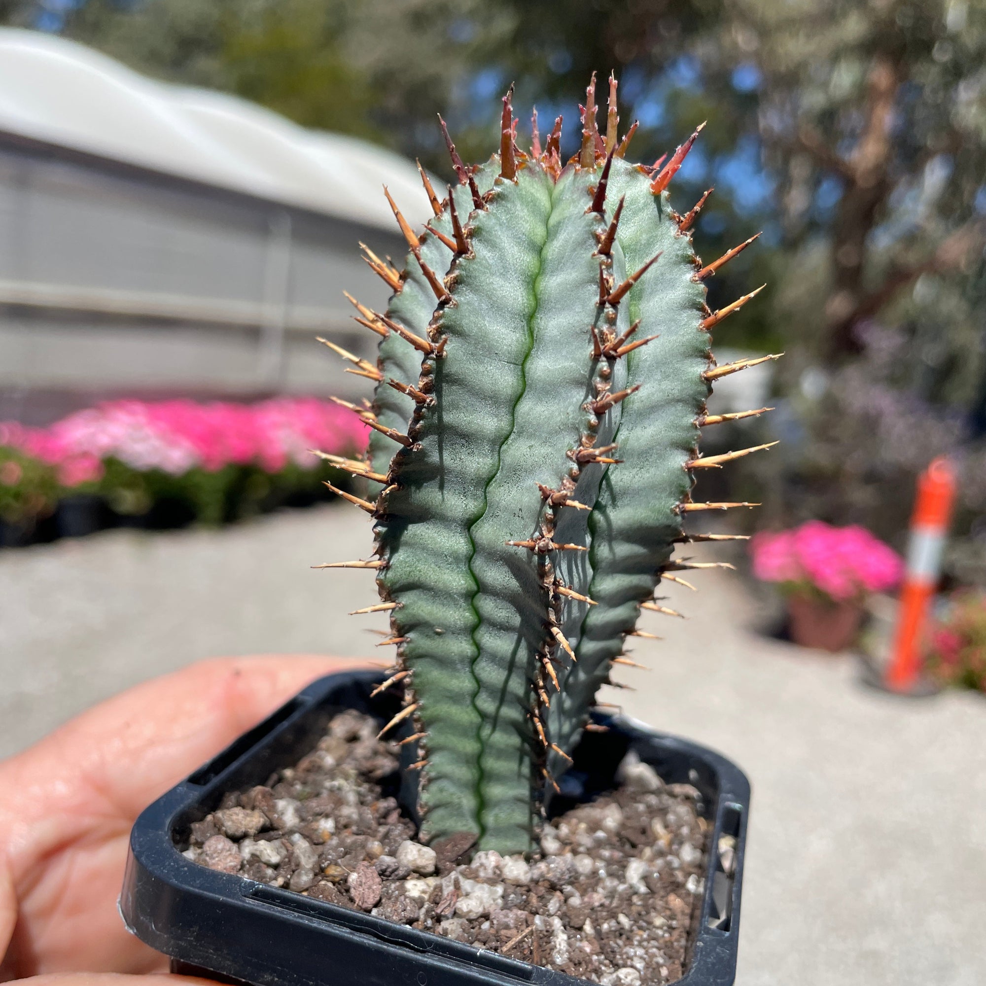 Euphorbia polygona 'Paradisian Blue' (WA Prohibited)