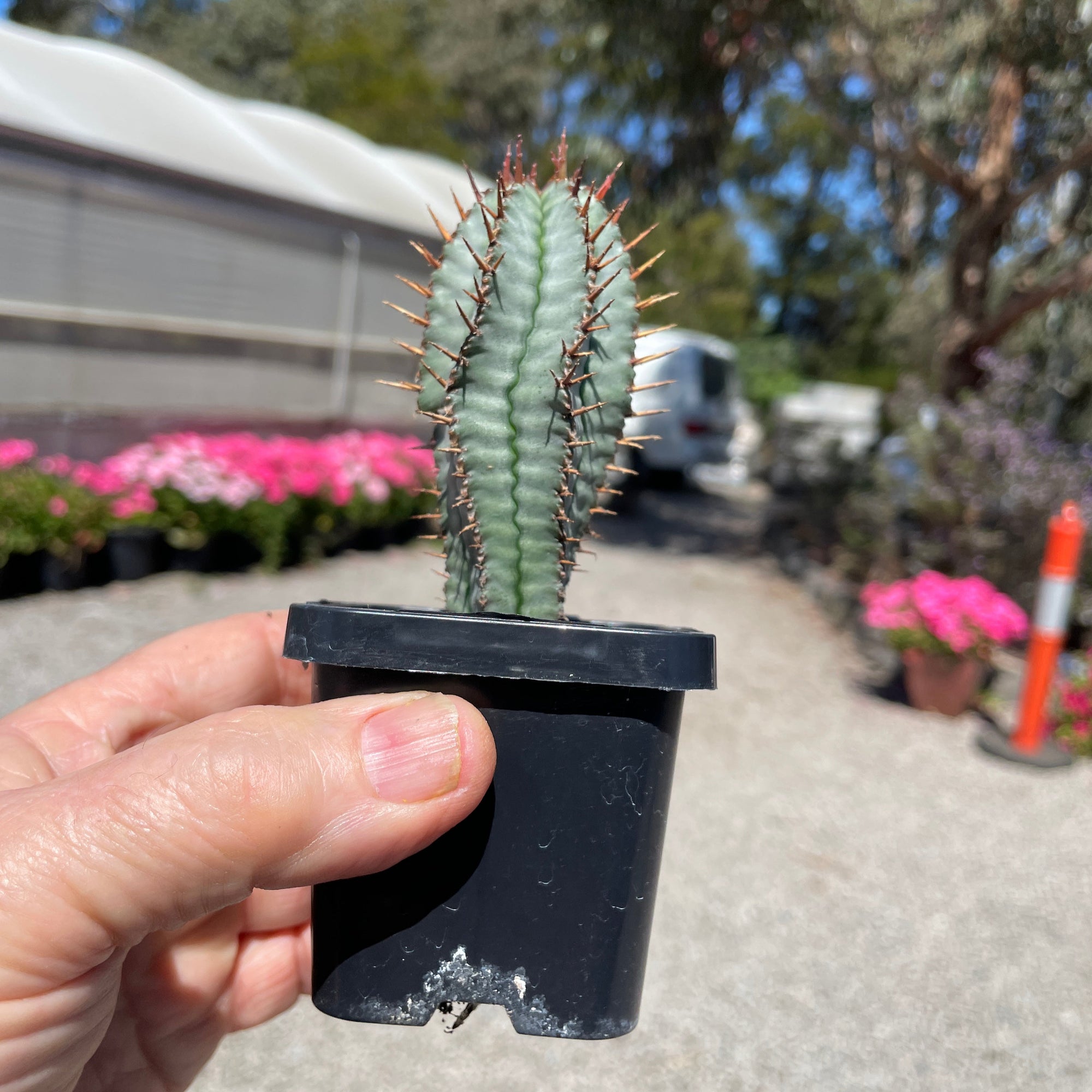 Euphorbia polygona 'Paradisian Blue' (WA Prohibited)