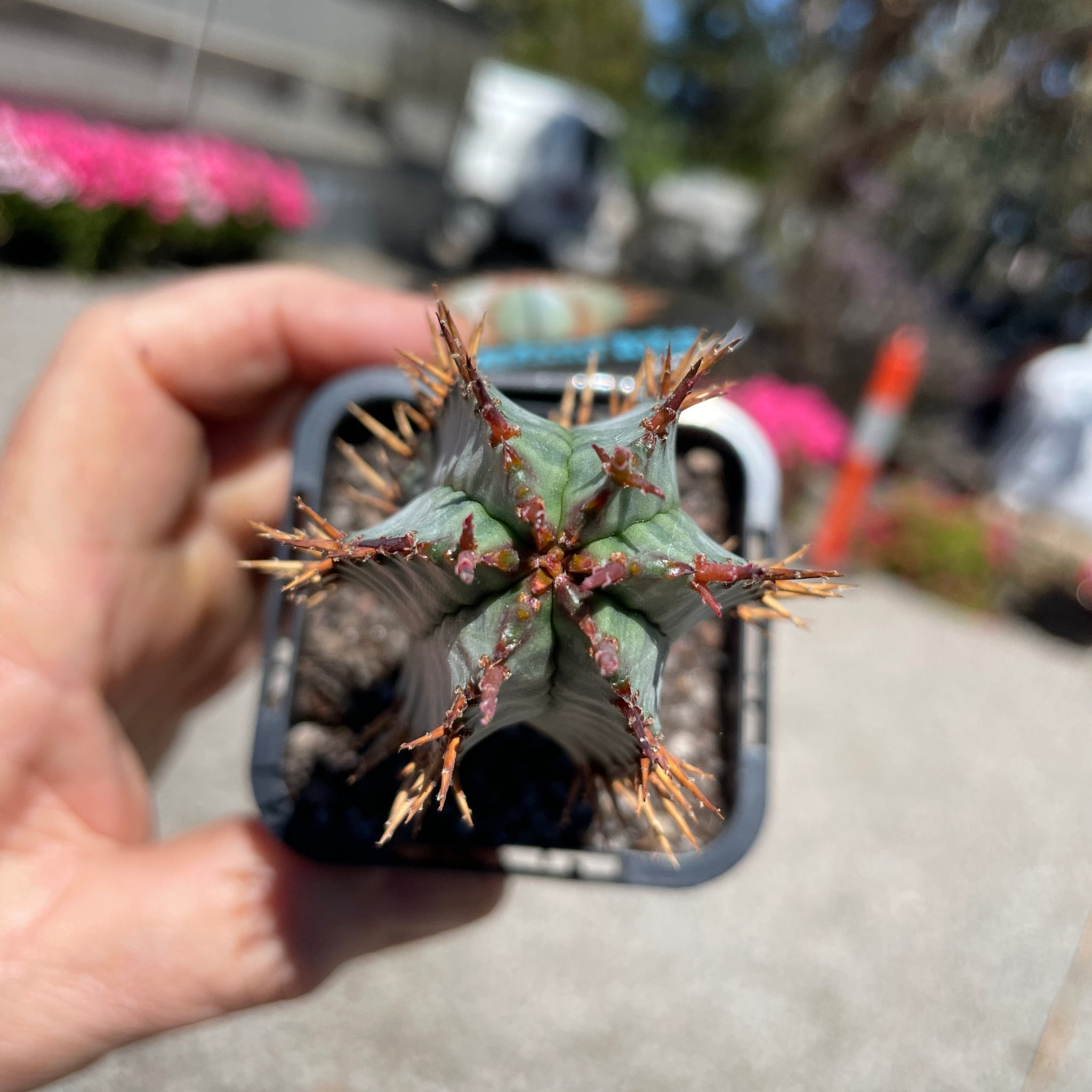 Euphorbia polygona 'Paradisian Blue' (WA Prohibited)