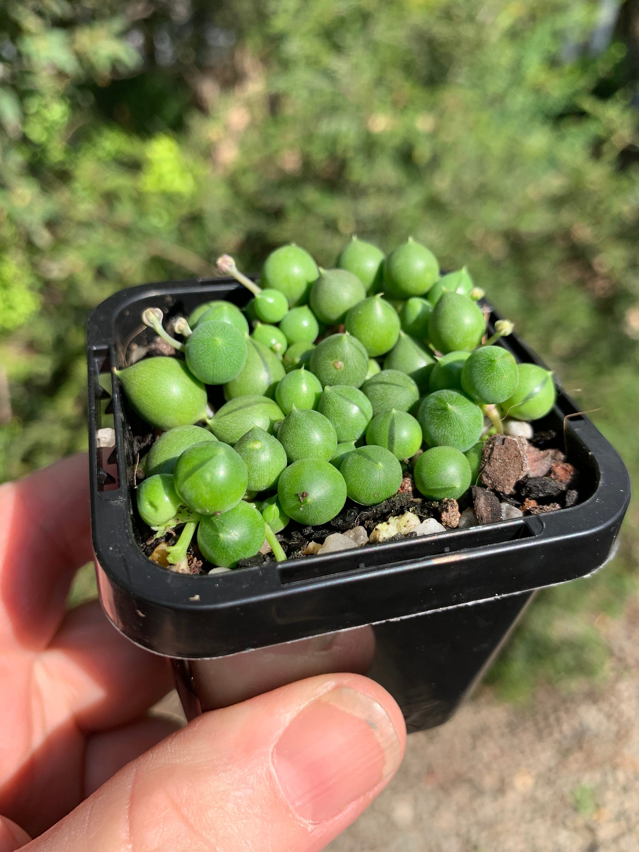 Senecio rowleyanus 'String of Pearls'
