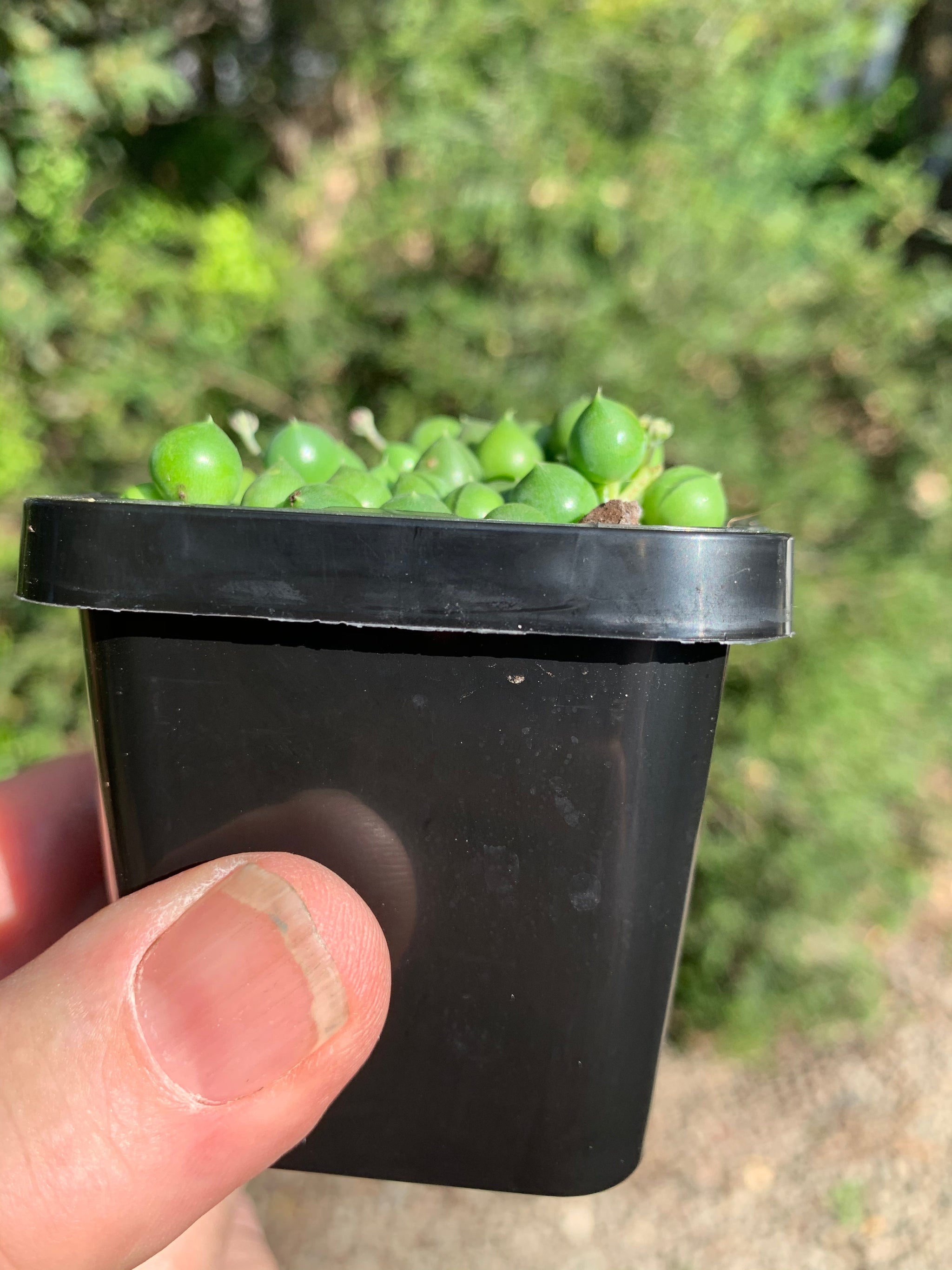 Senecio rowleyanus 'String of Pearls'