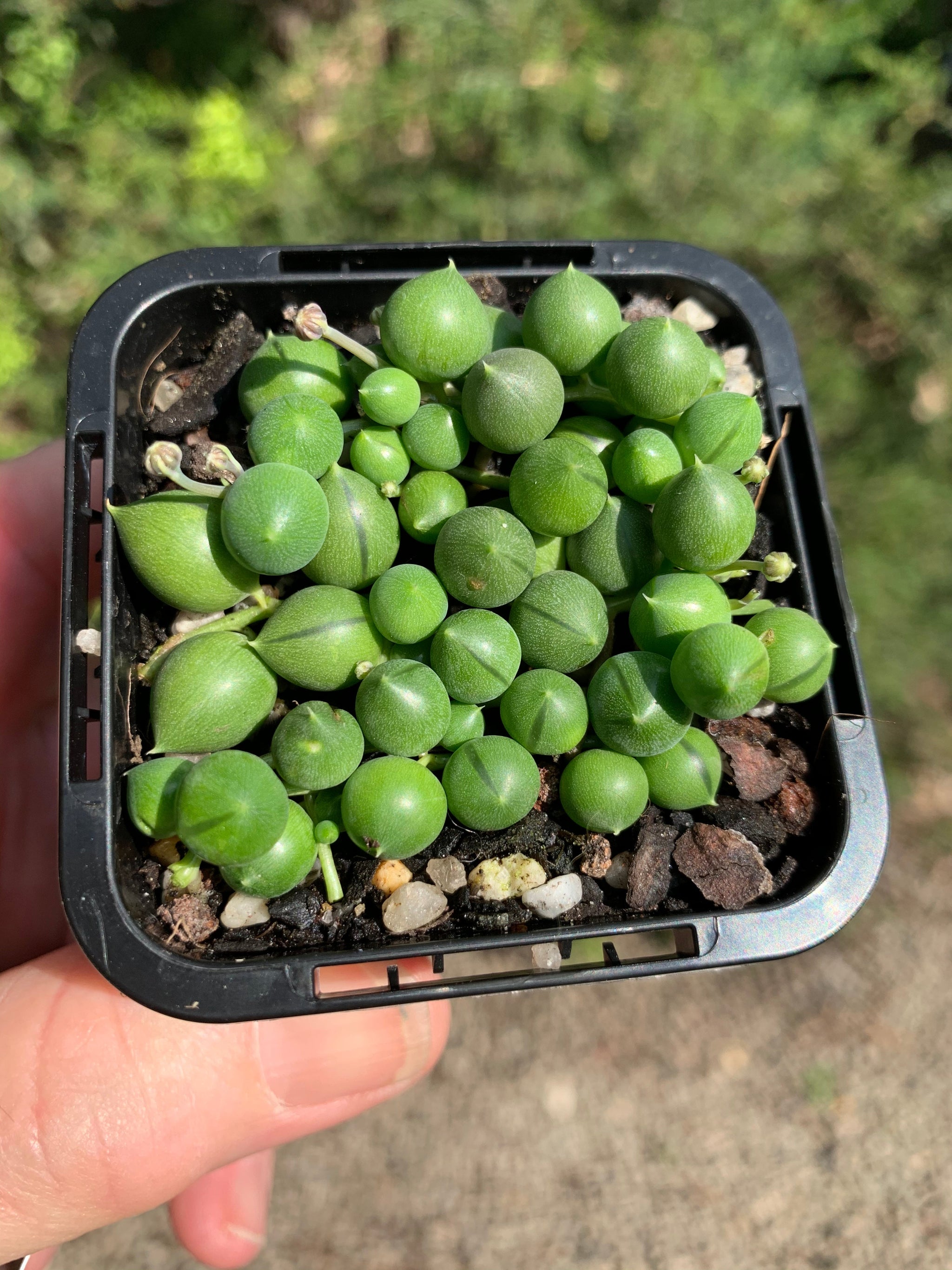 Senecio rowleyanus 'String of Pearls'
