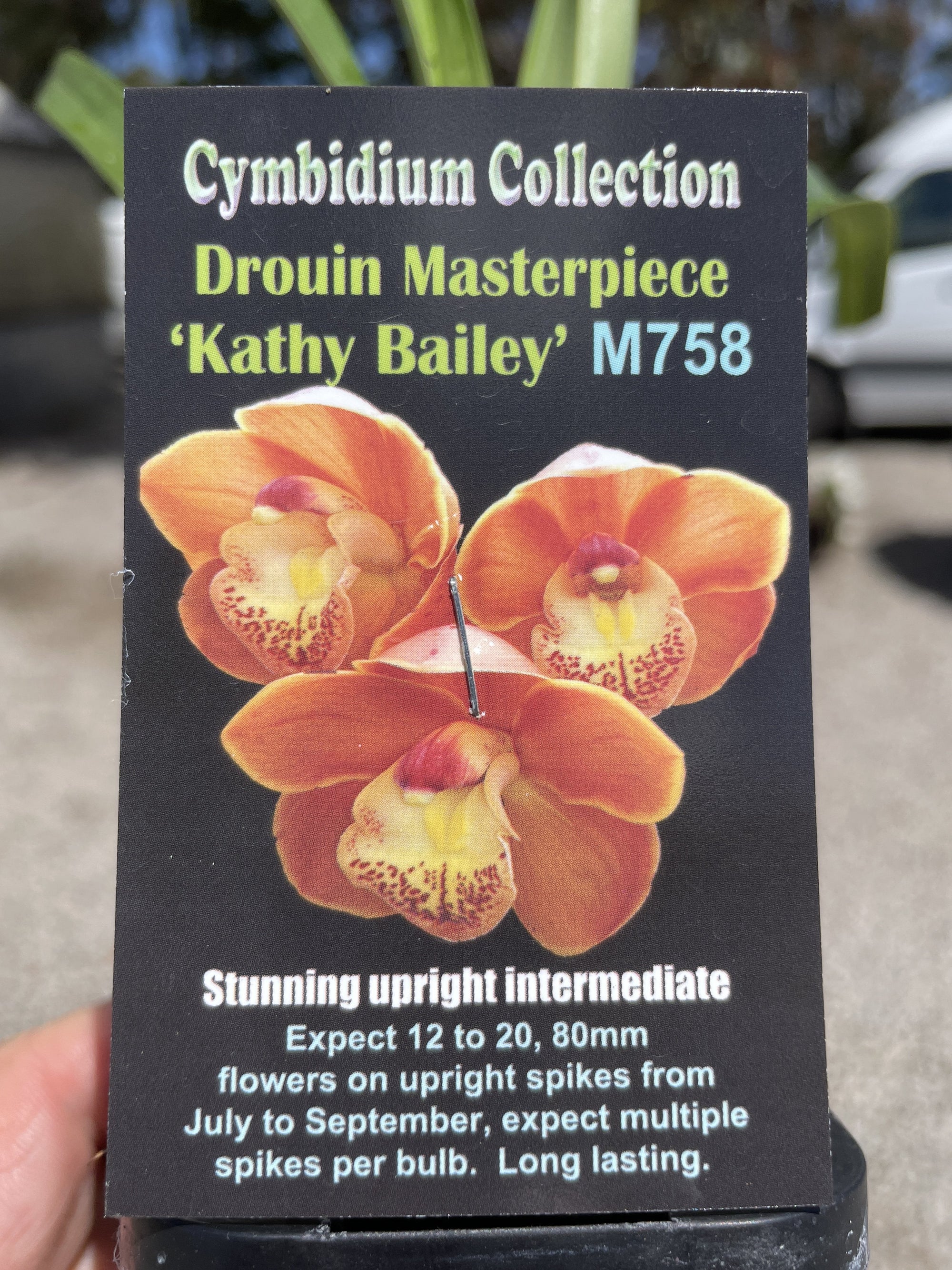 Cymbidium Drouin Masterpeice 'Kathy Bailey' Special intermediate Showbench and grower’s choice