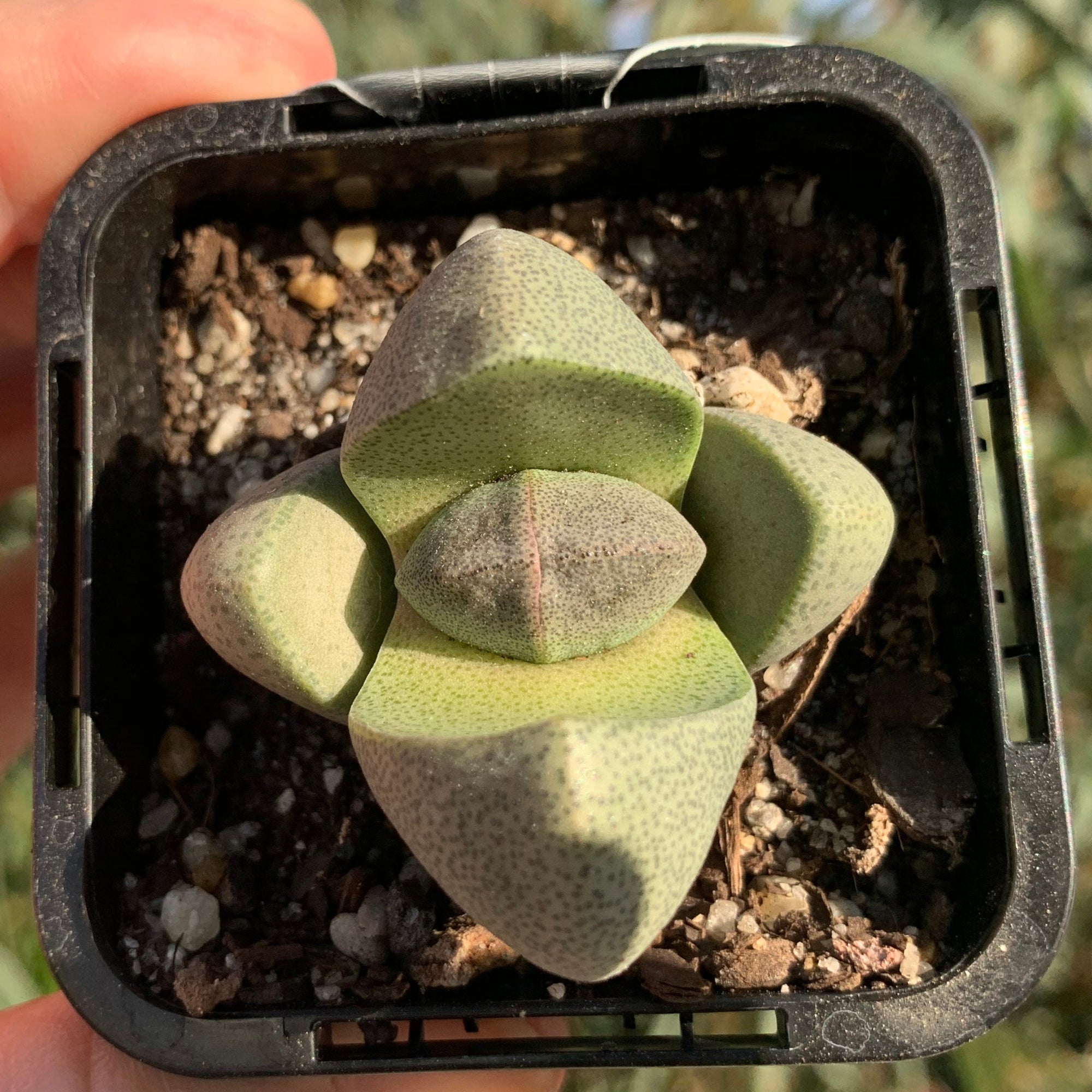 Pleiospilos nelii – Living Stone
