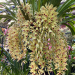 Cymbidium Cariad 'Plush'