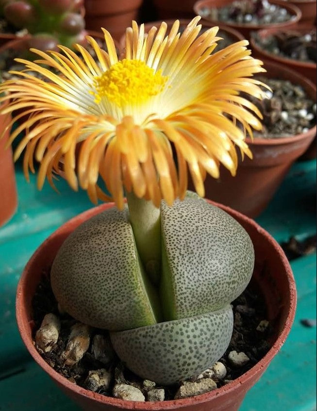 Pleiospilos nelii – Living Stone