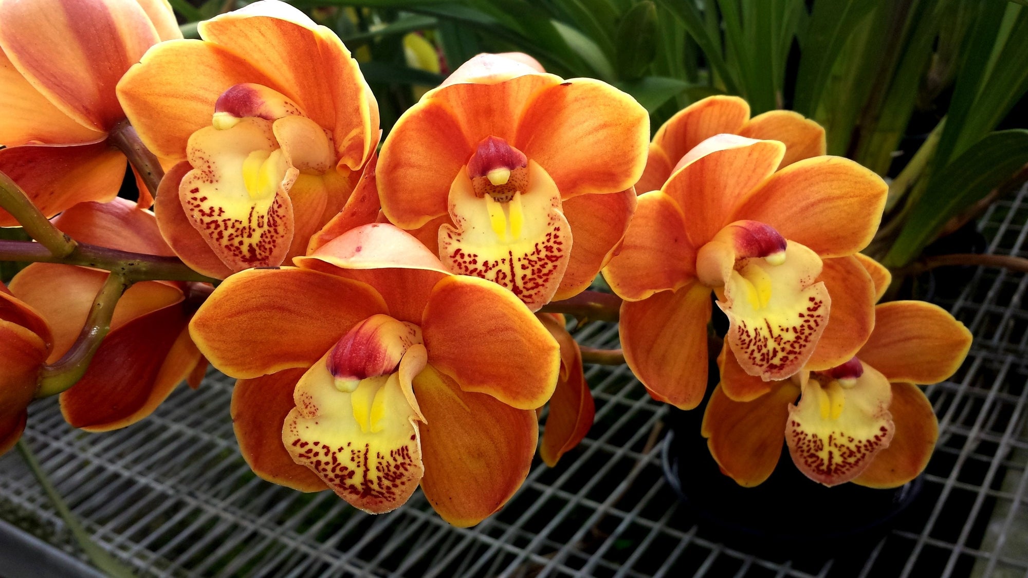 Cymbidium Drouin Masterpeice 'Kathy Bailey' Special intermediate Showbench and grower’s choice