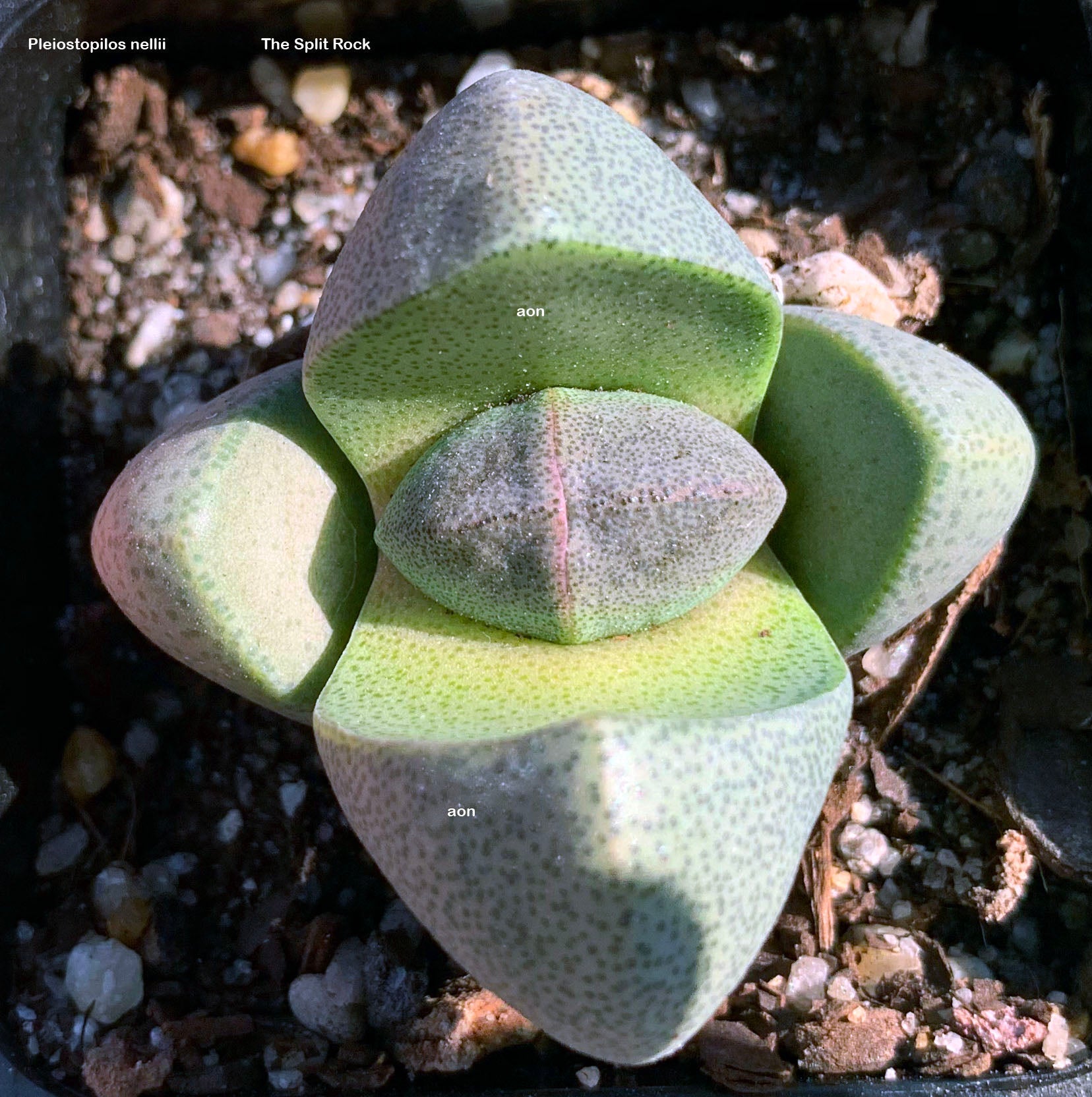 Pleiospilos nelii – Living Stone