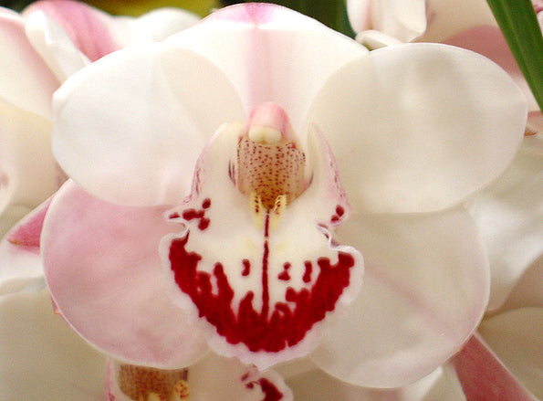 Cymbidium Zen Era 'Elizabeth'