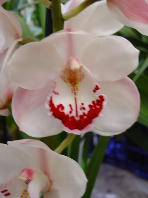 Cymbidium Zen Era 'Elizabeth'