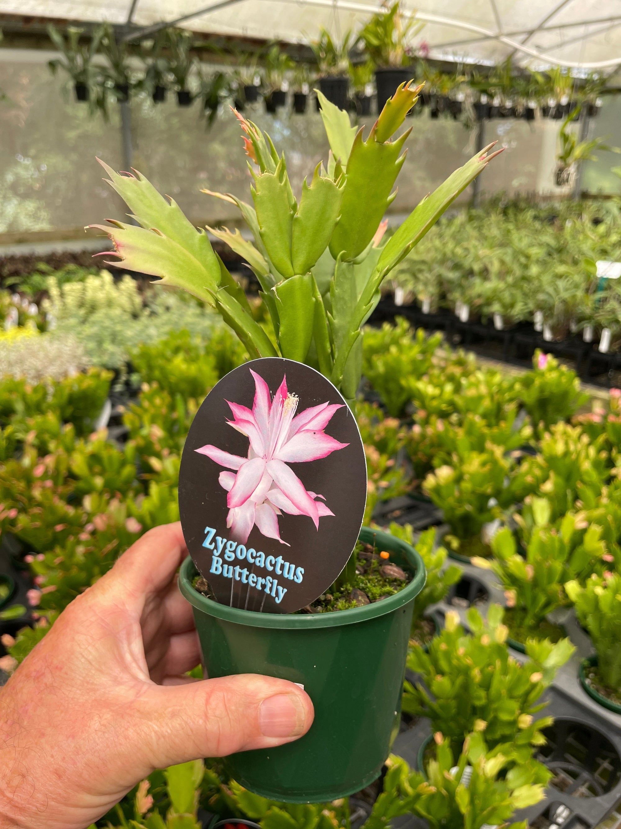 Zygocactus-Butterfly-Plant-100