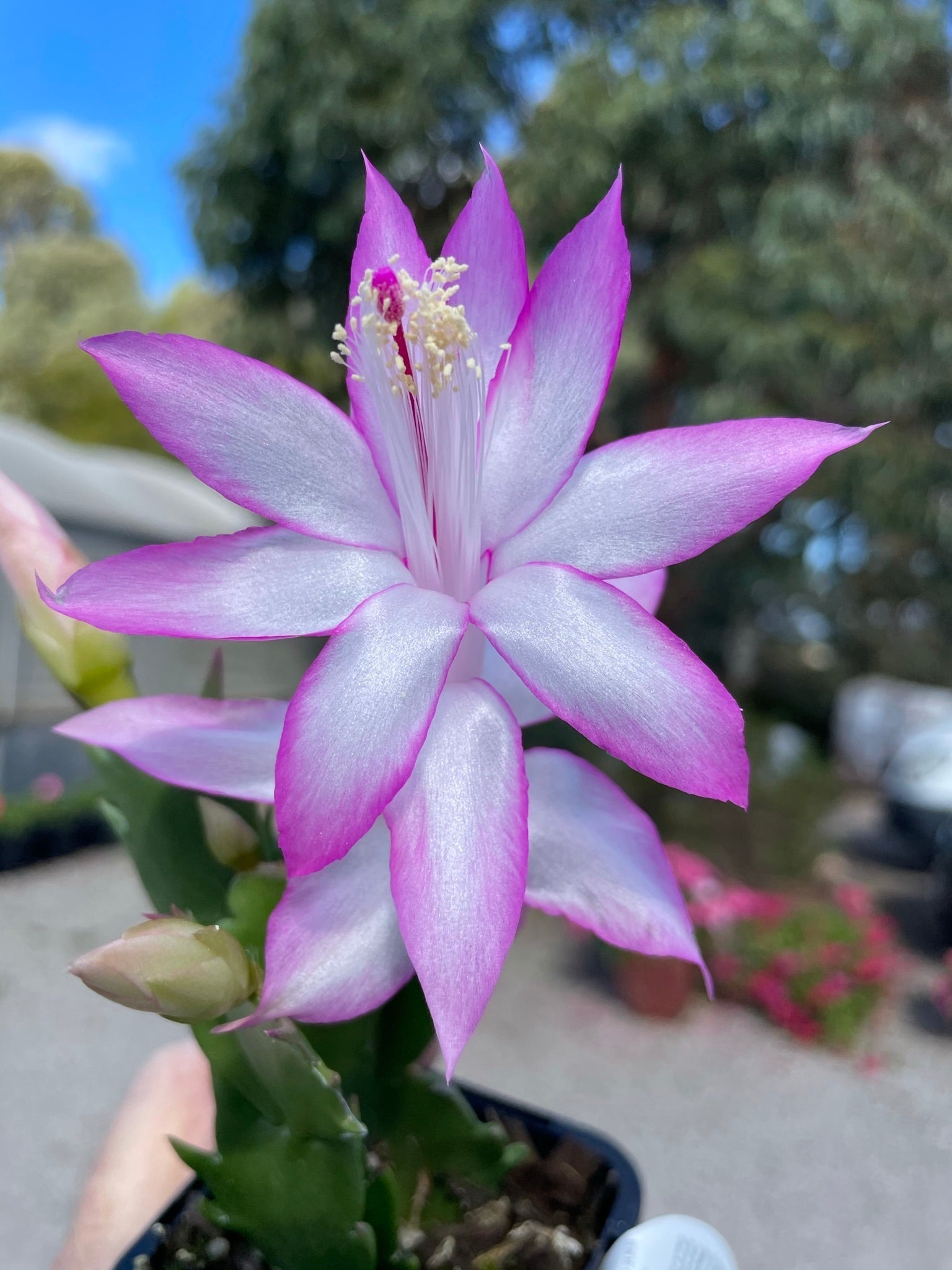 Zygocactus-Butterfly-Plant-66