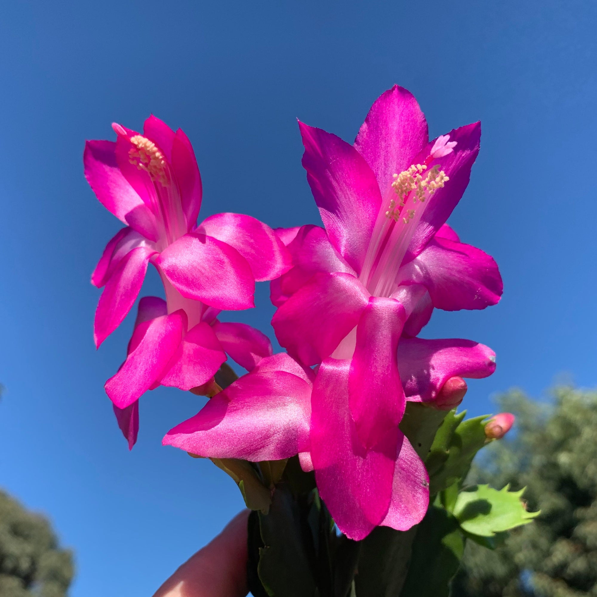 Zygocactus-Schlumbergera-Purple-Dancer-Flower