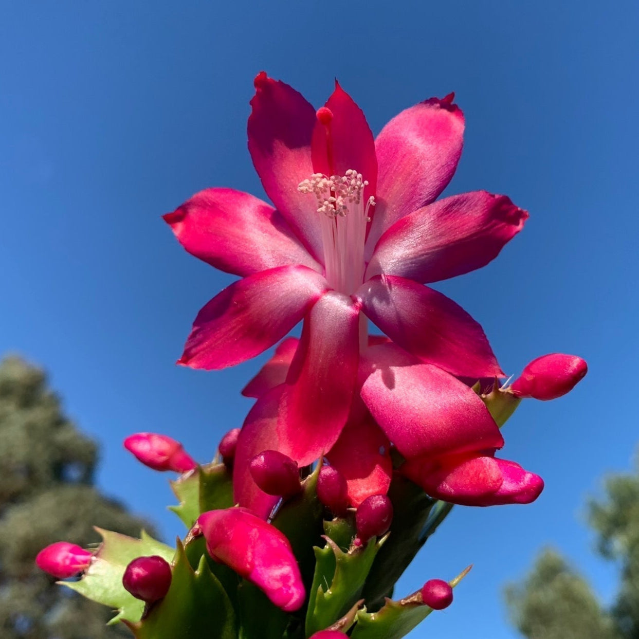 Zygocactus-Schlumbergera-Thor-Olga-Flowers