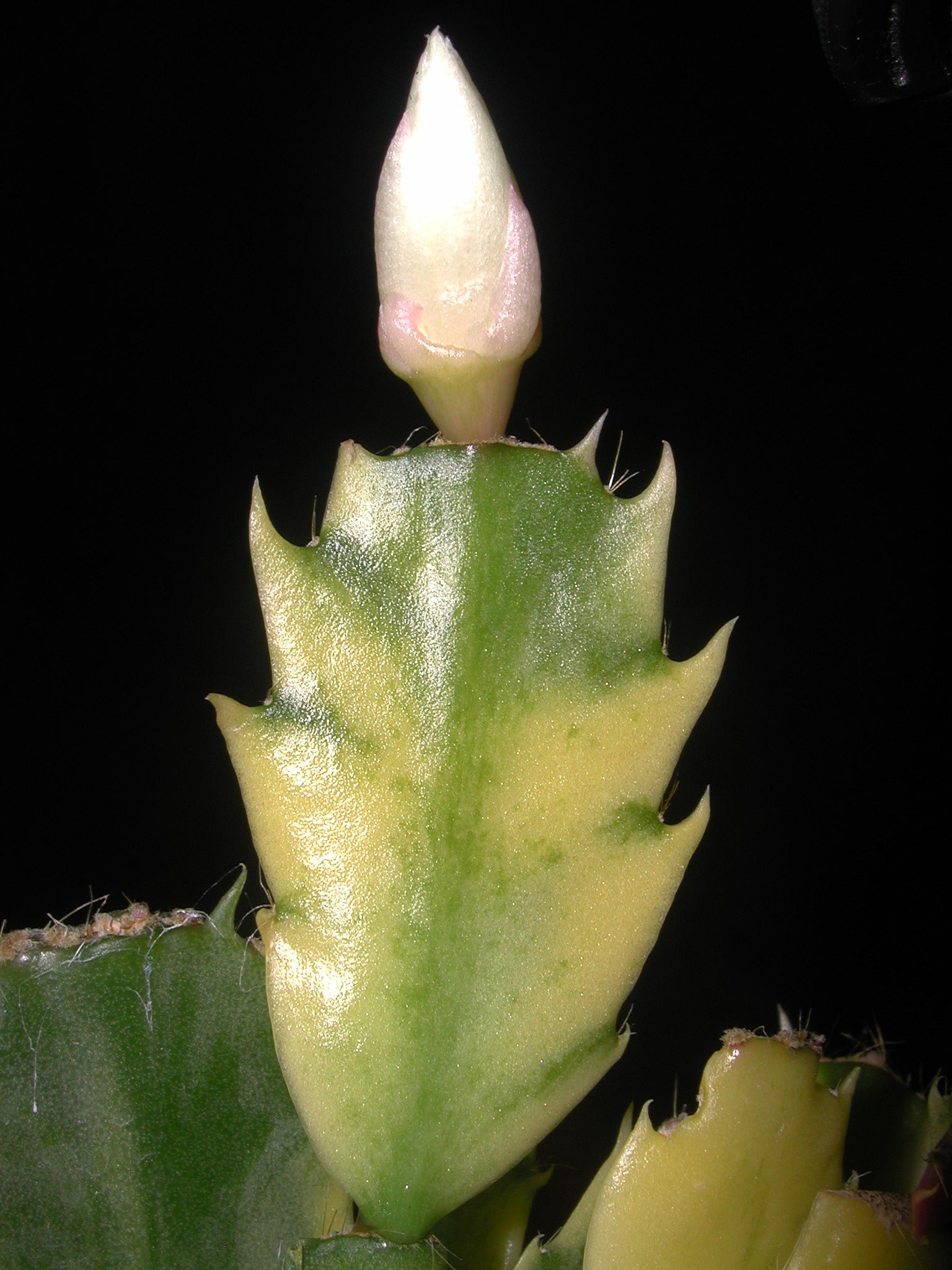 Zygocatus-Schlumbergera-Variegated-Plant-Bud