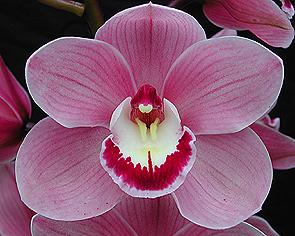 Cymbidium Lancashire Khan 'Elizabeth'