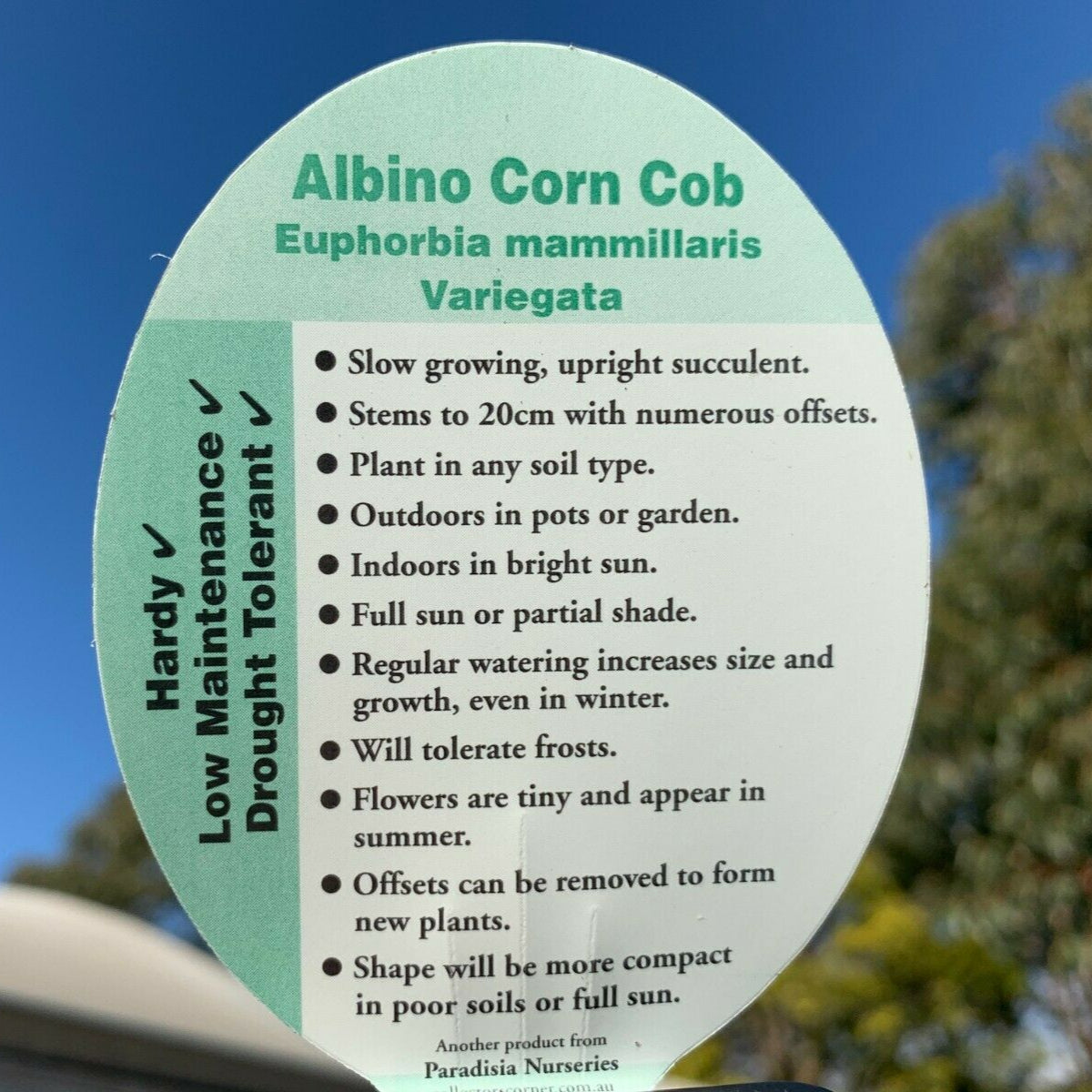 Euphorbia mammillaris 'Corn Cob' (WA Prohibited)