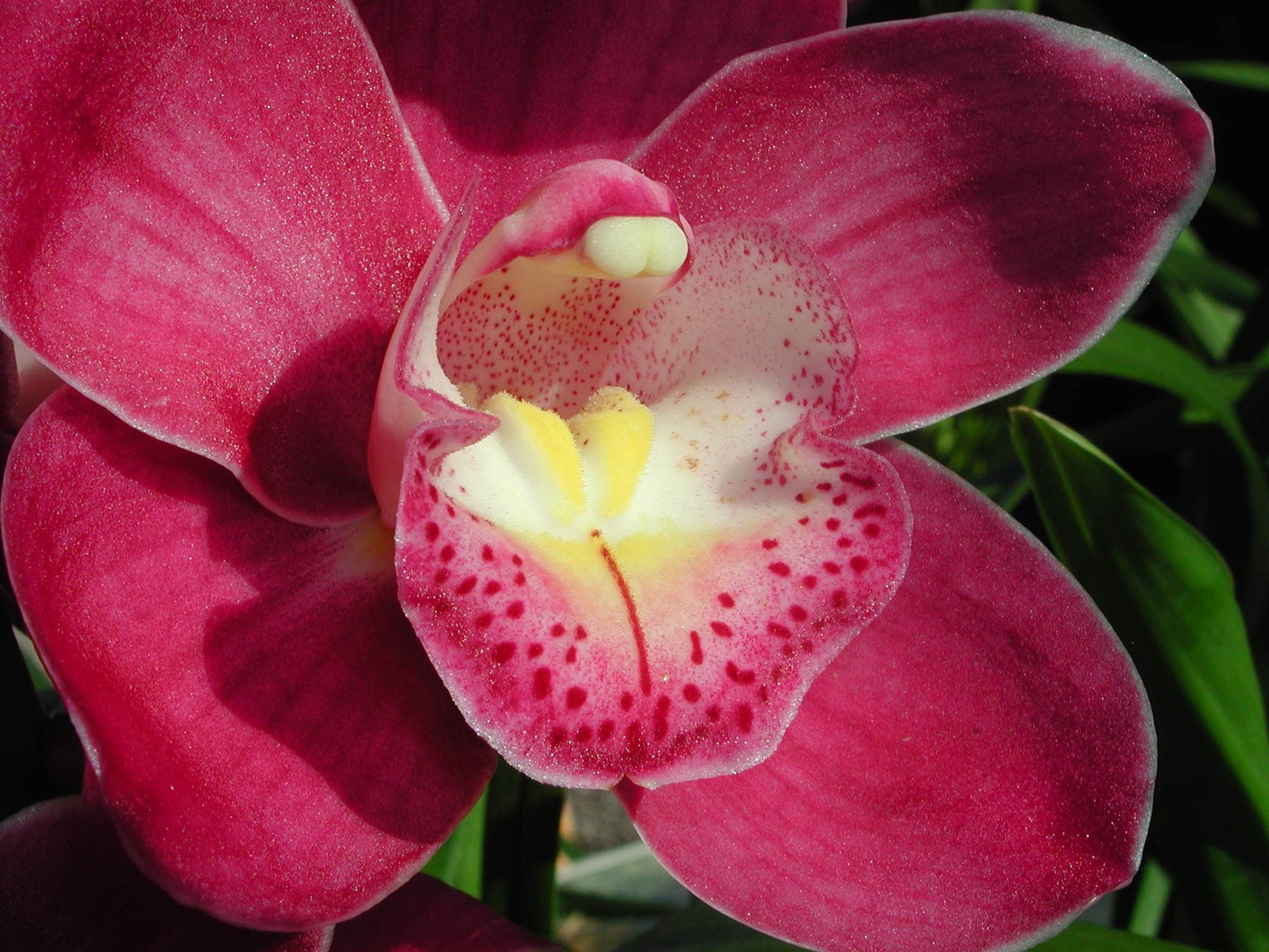 Cymbidium Valley Olympic 'Pink Perfection'