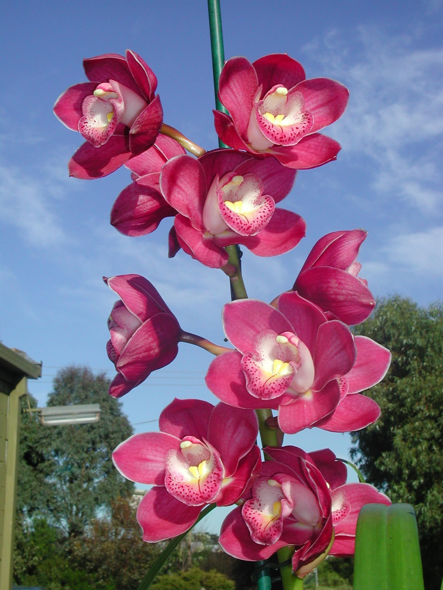 Cymbidium Valley Olympic 'Pink Perfection'